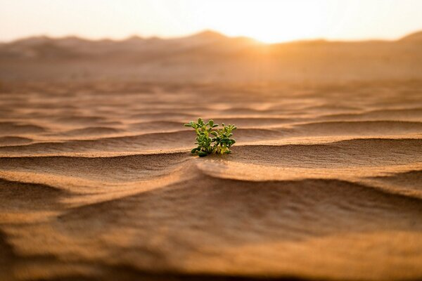 A lonely plant on the sand, dawn