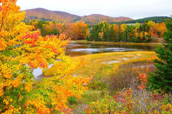 Bellissimo paesaggio autunnale con alberi gialli