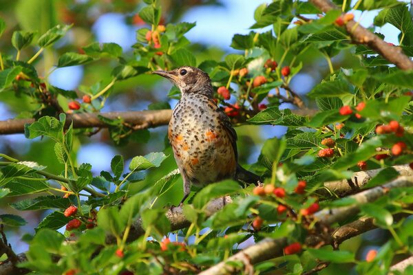 Pájaro sentado en una rama de árbol