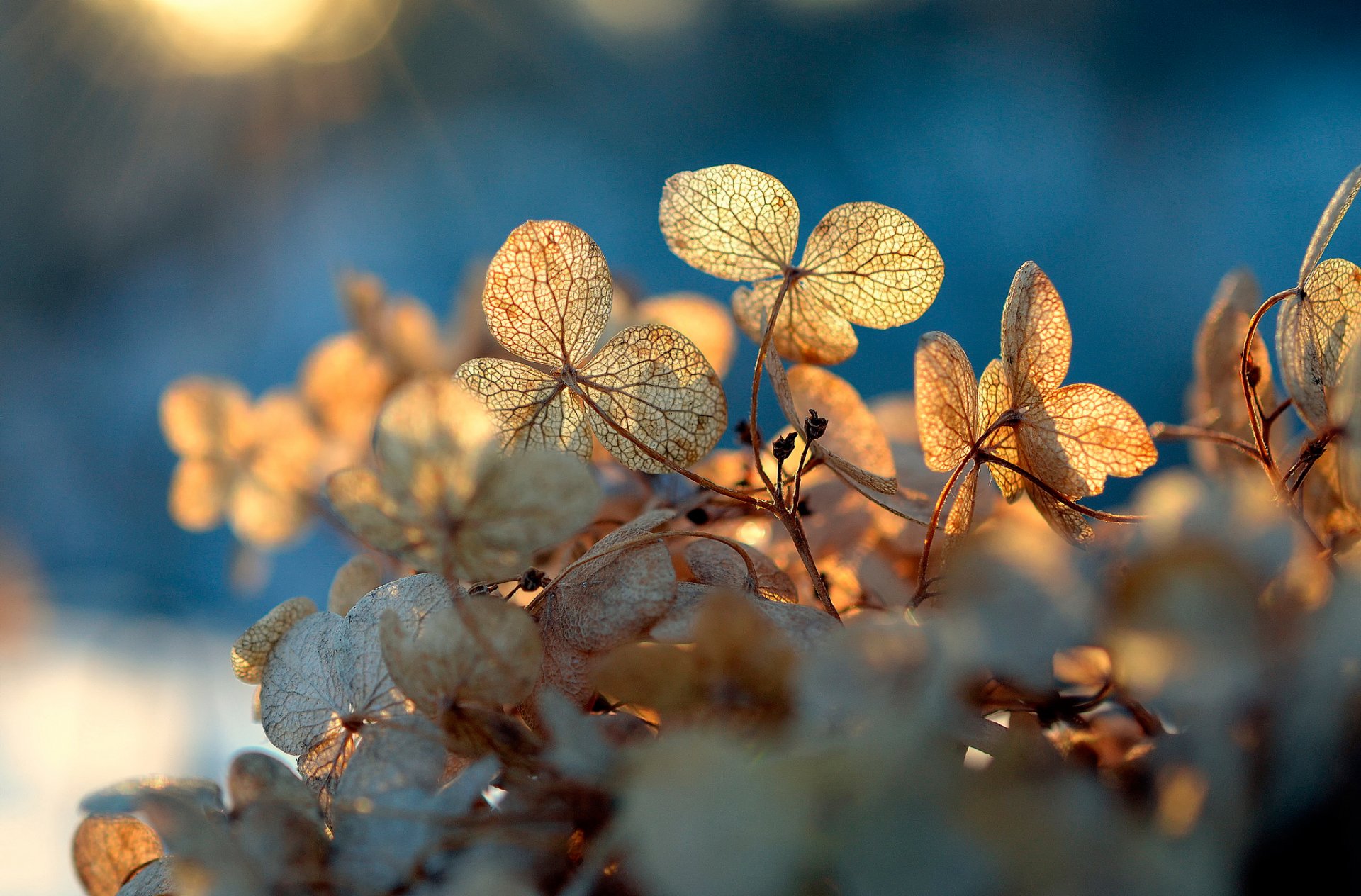 feuilles texture transparence bokeh