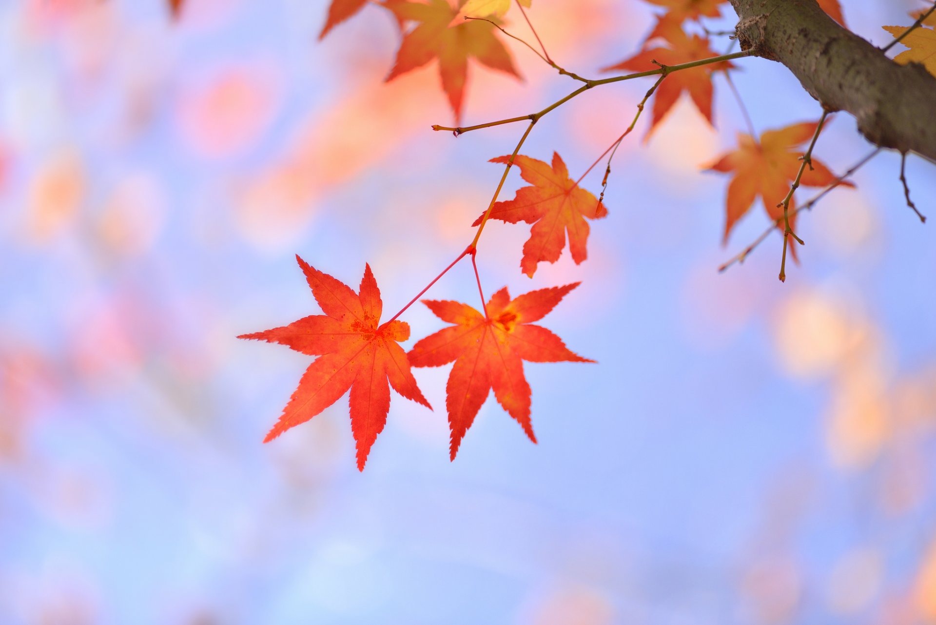 árbol rama hojas rojo arce japonés