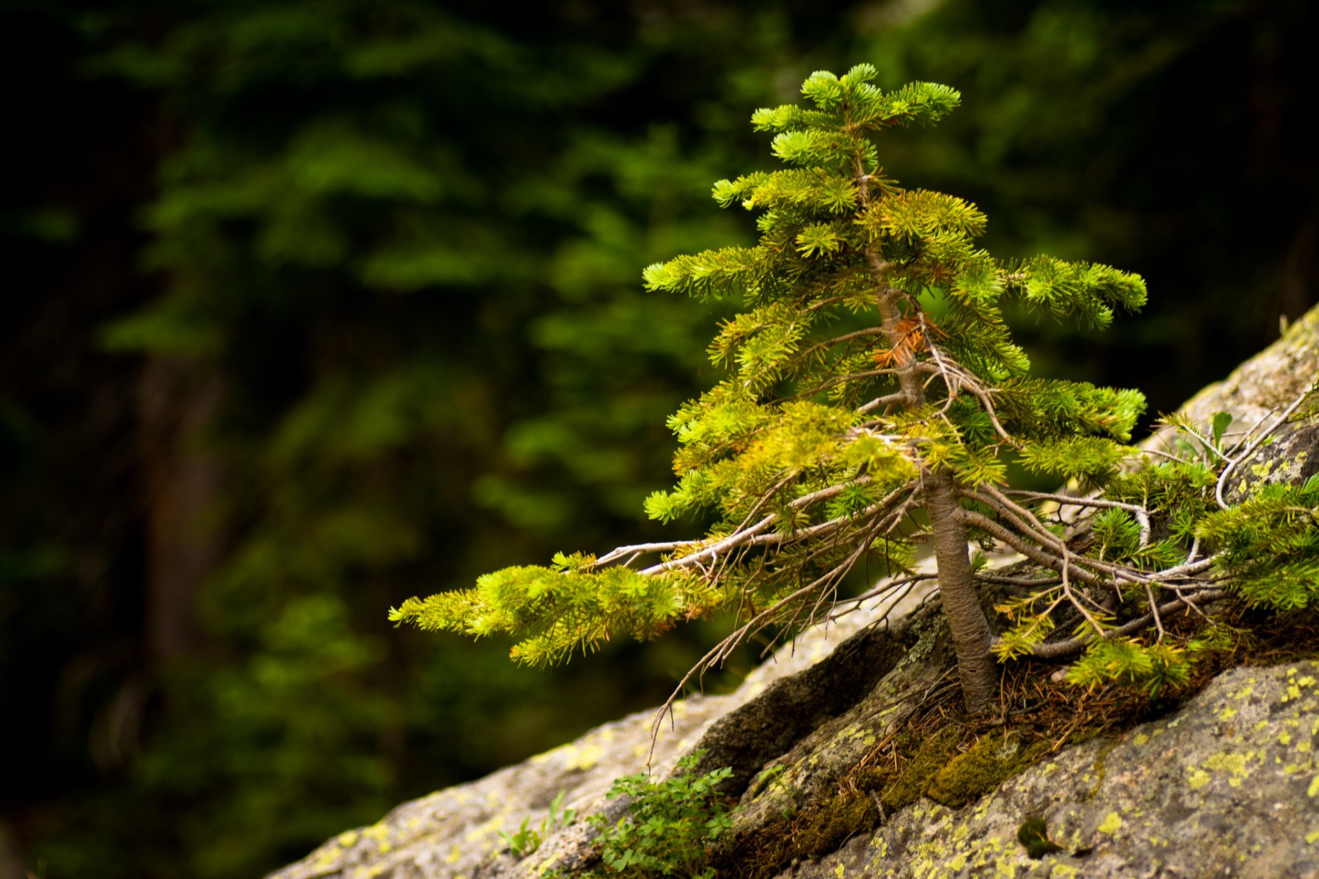 sapin pierre gros plan