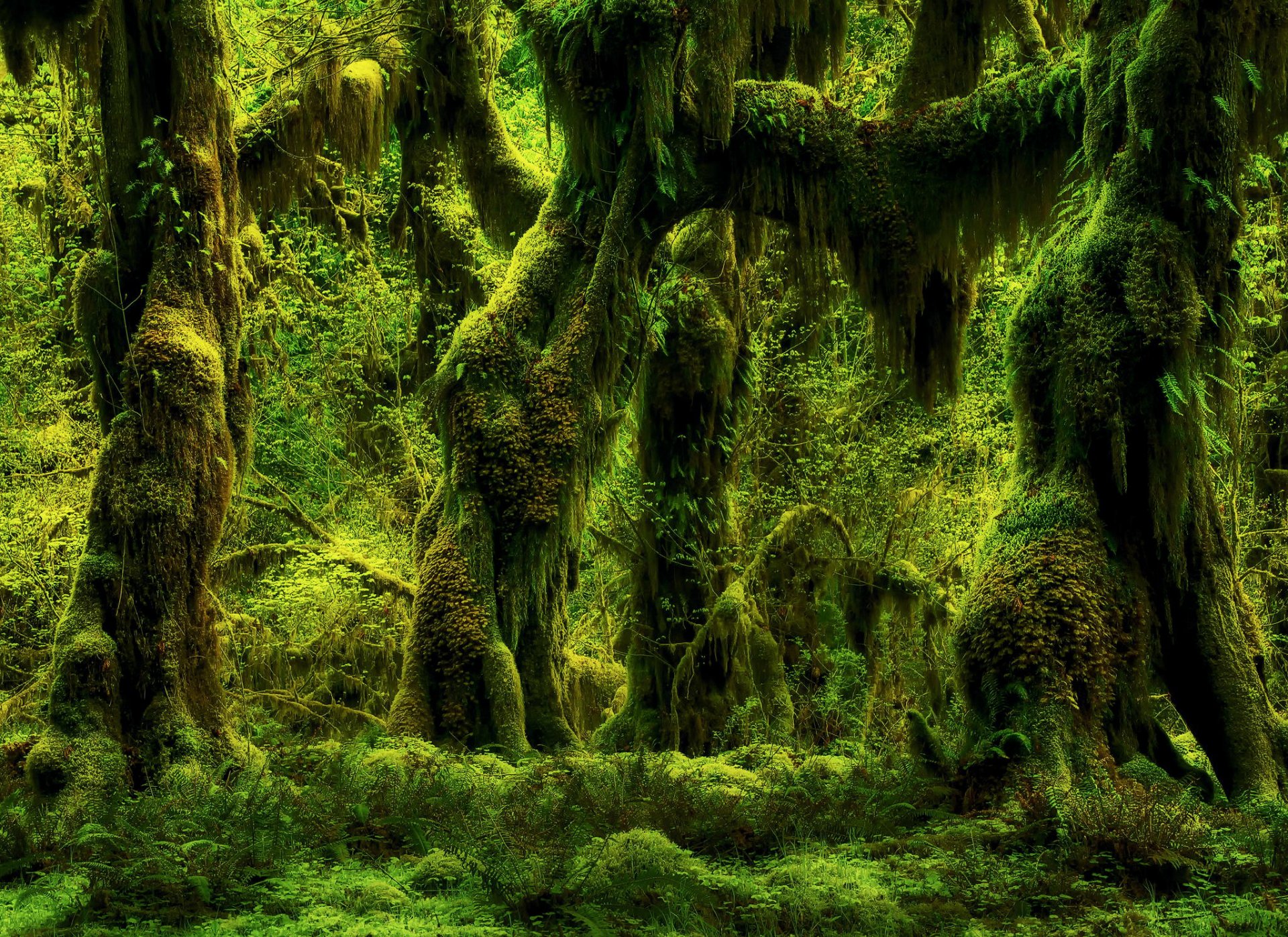 nature forest ferns tree moss plants green