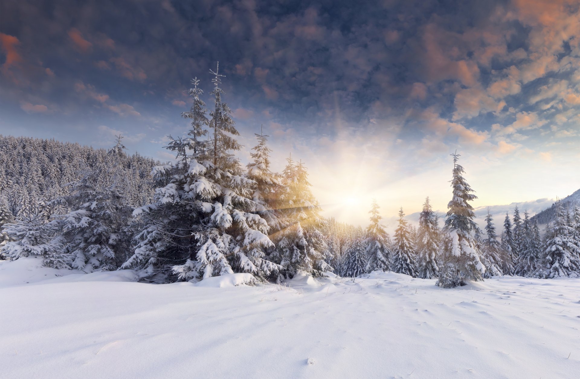 las śnieg zima słońce świt