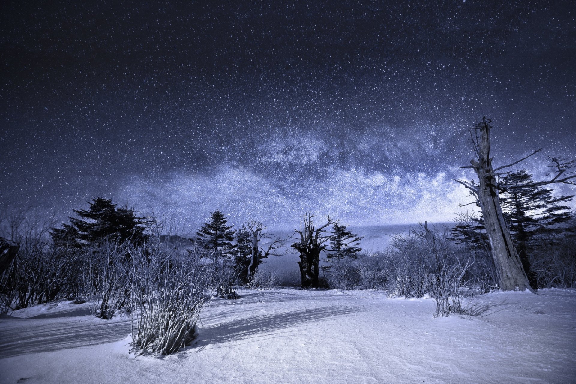 nature landscape night star sky milky way snow winter tree bush