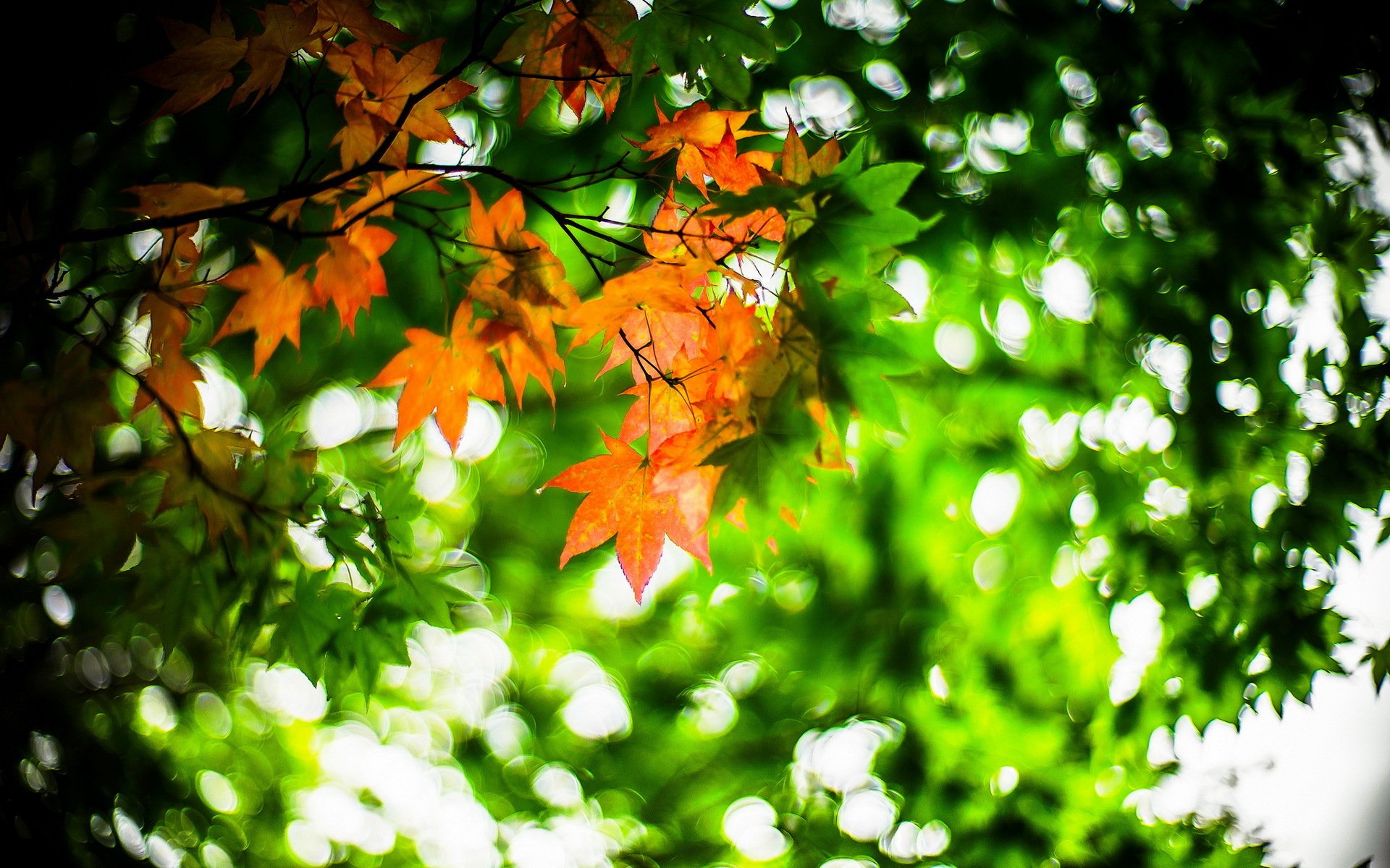 leaves nature autumn