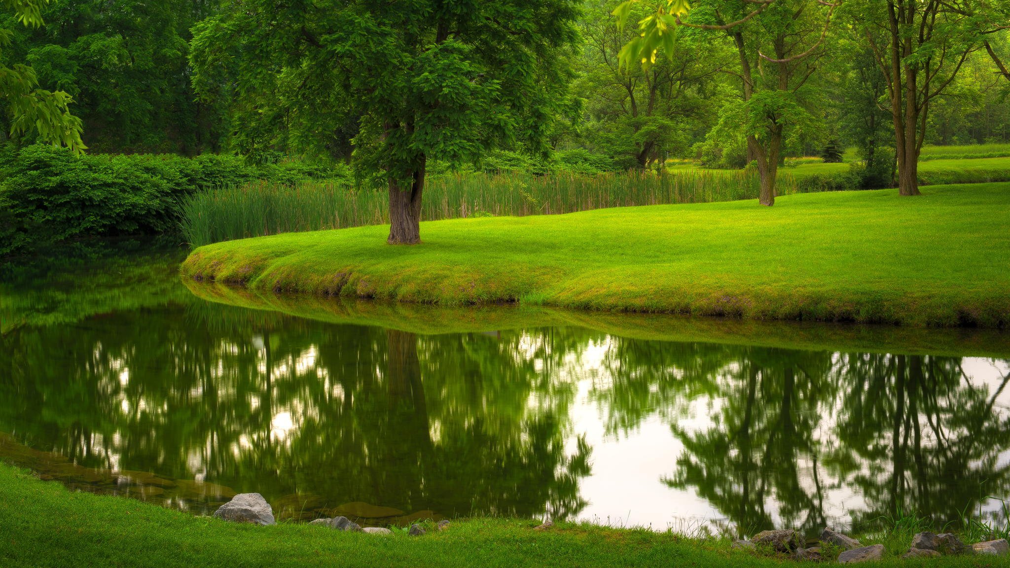 natur fluss park rasen gras bäume sommer