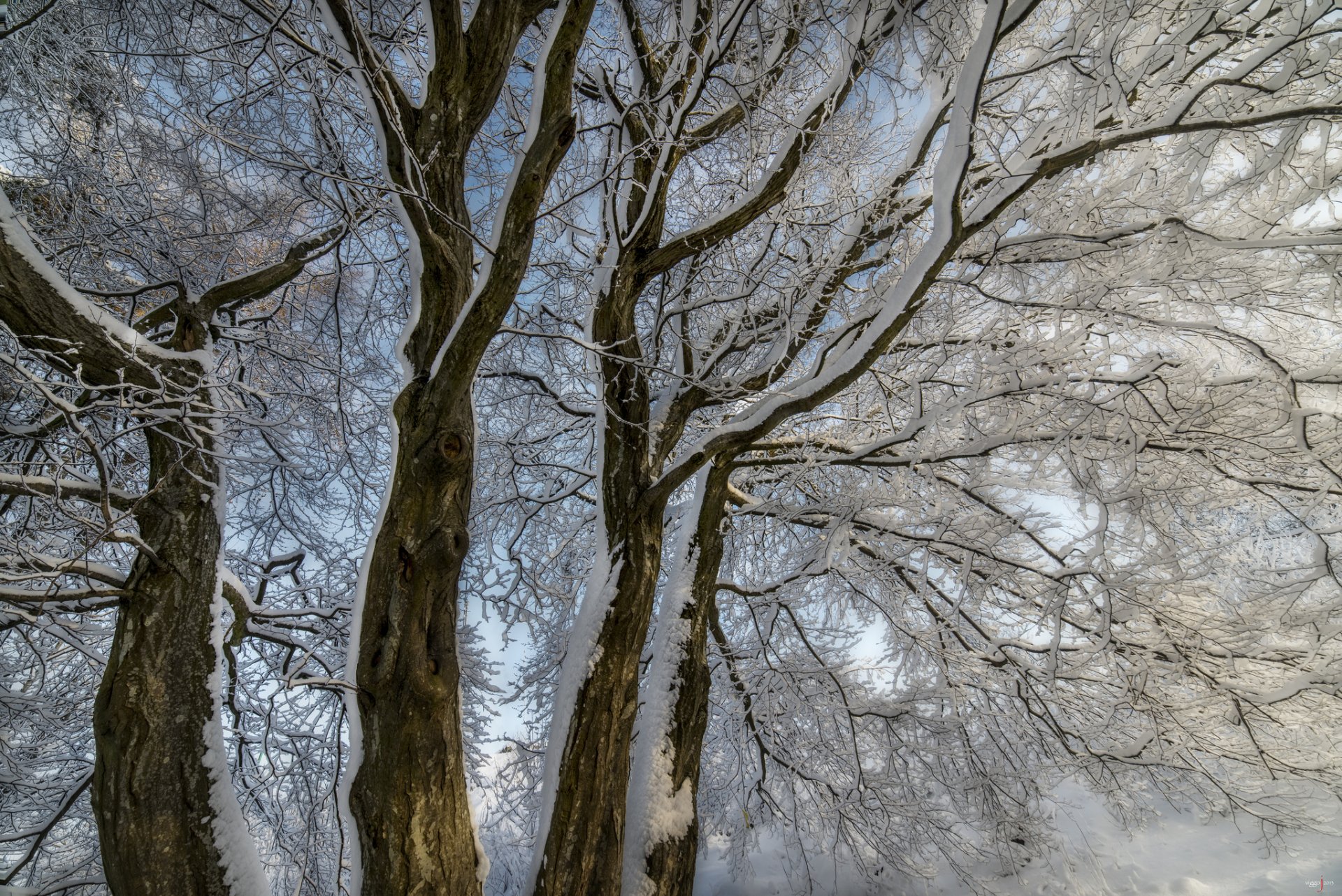 hiver arbres branches neige