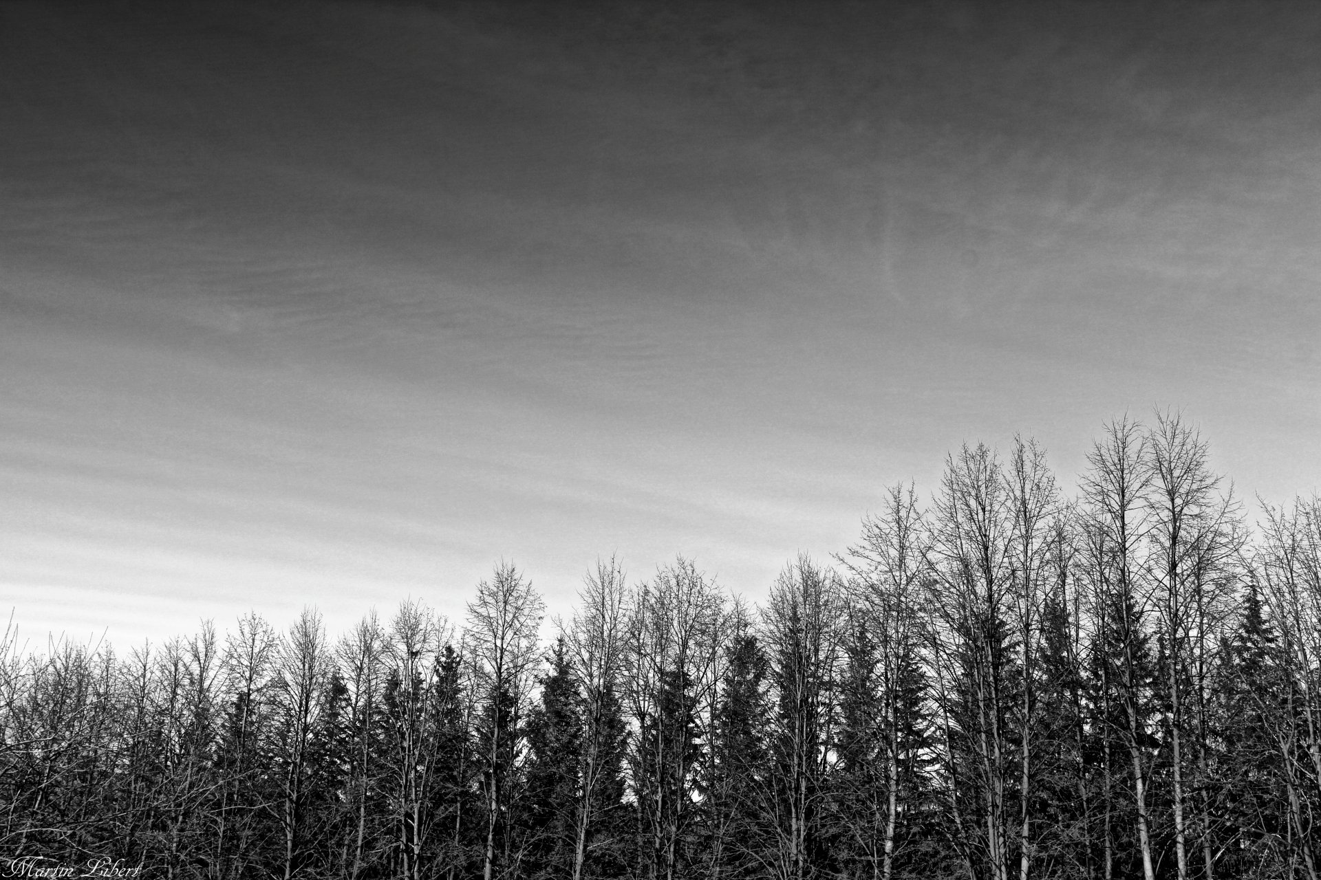 ruelle forêt noir et blanc gothique ciel