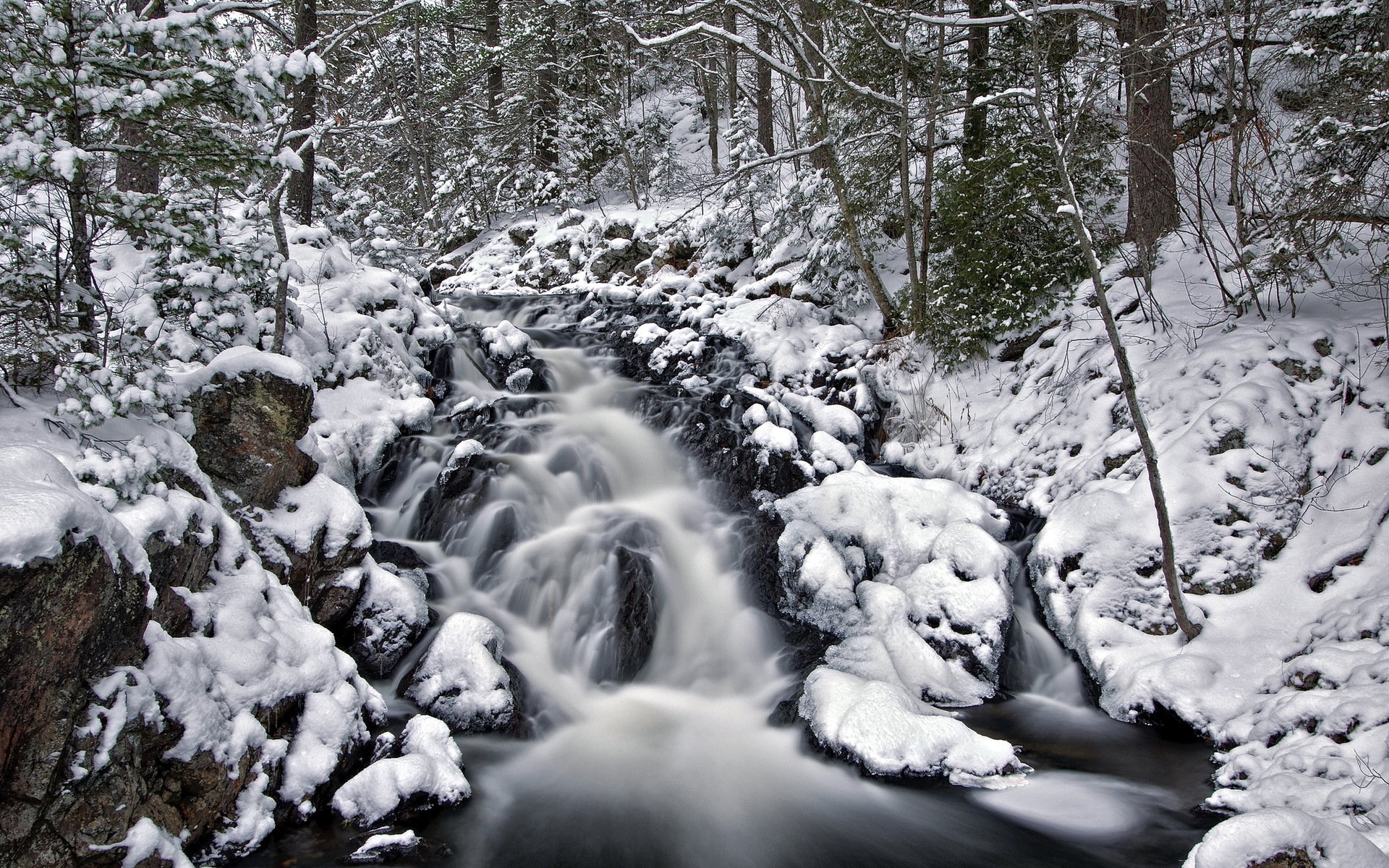 foresta fiume inverno natura