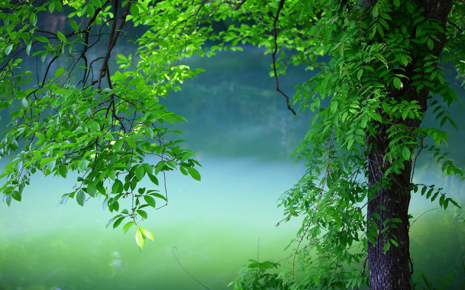 été arbre branches verdure