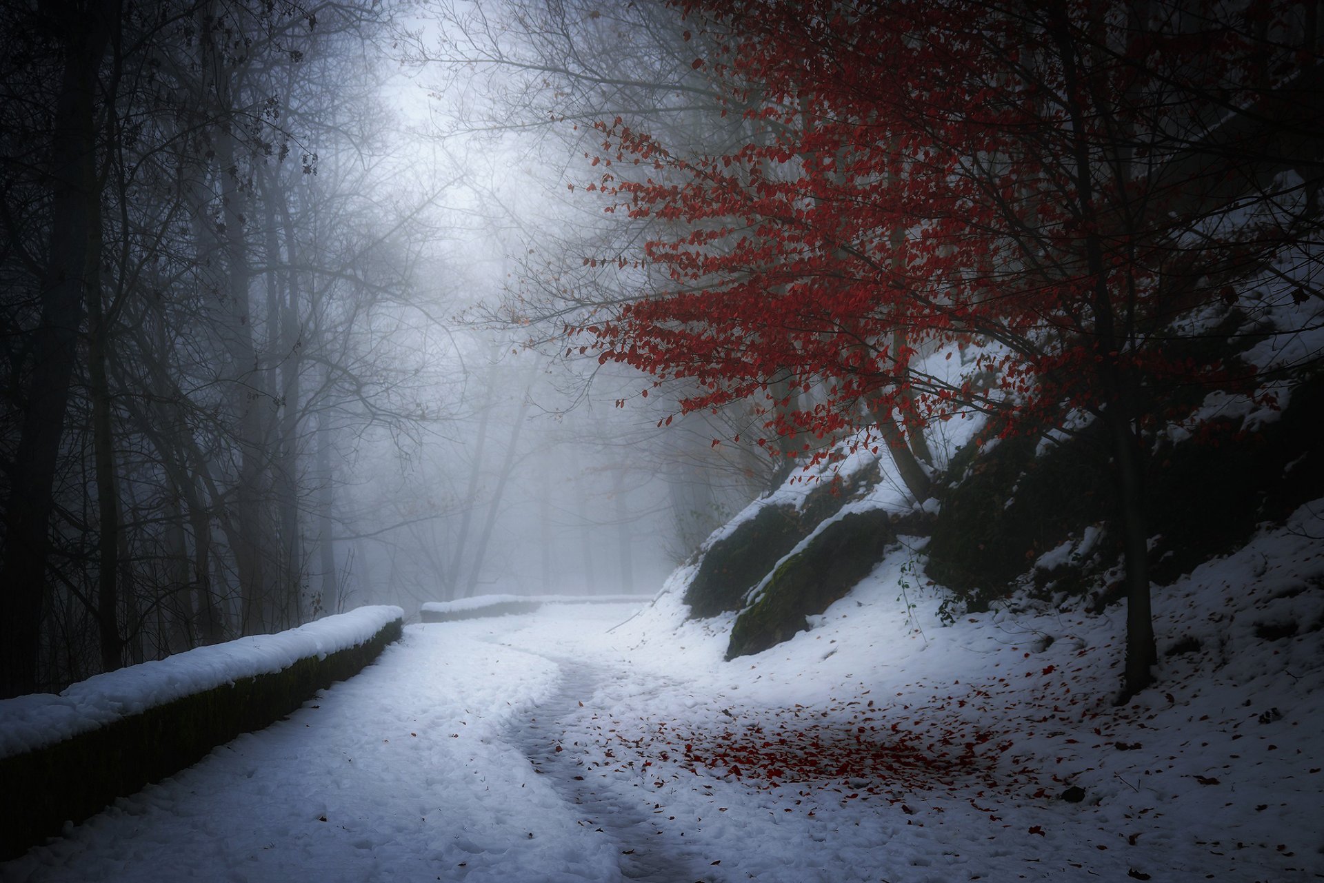 naturaleza invierno otoño árbol follaje rojo nieve carretera neblina