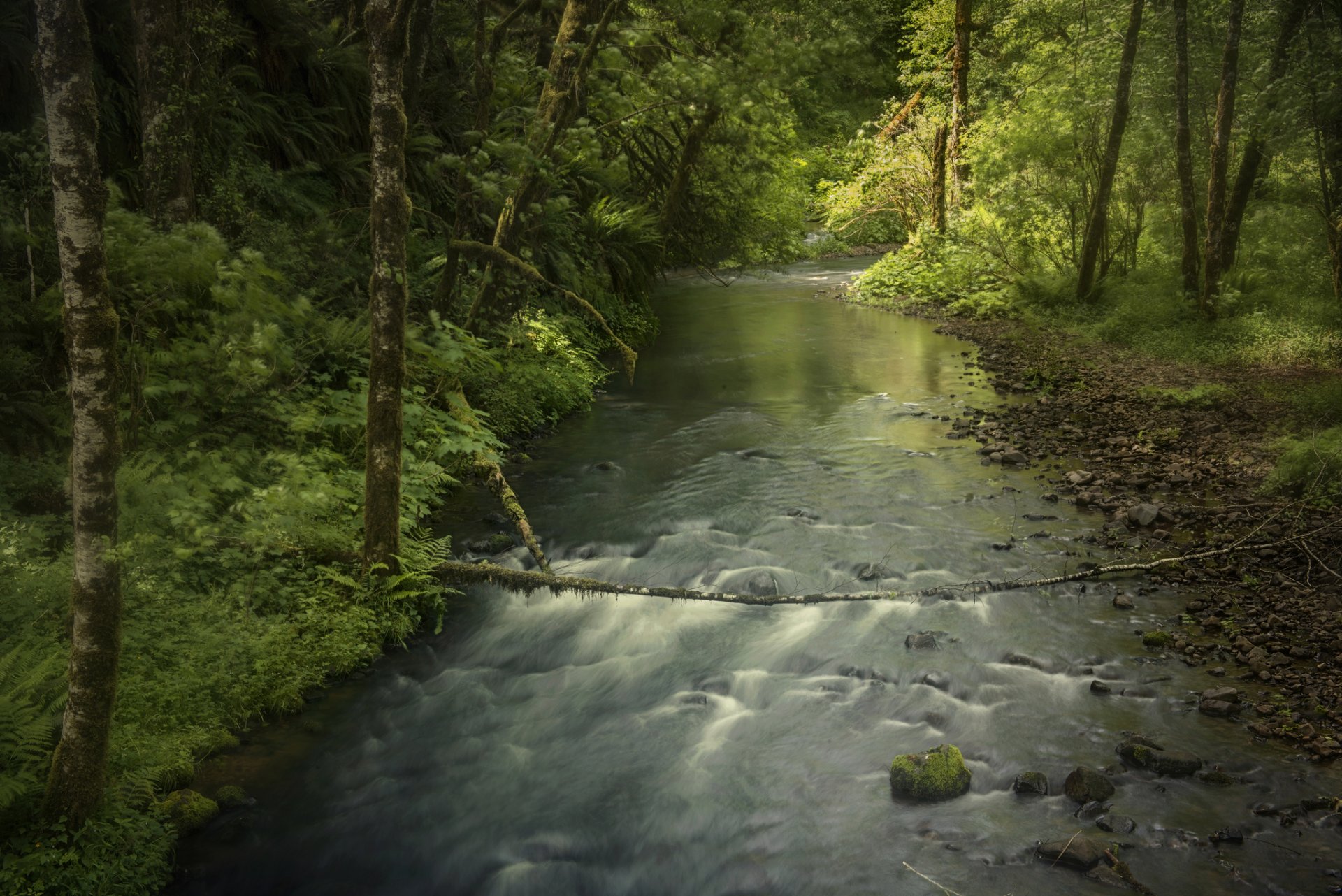 forest tree river creek