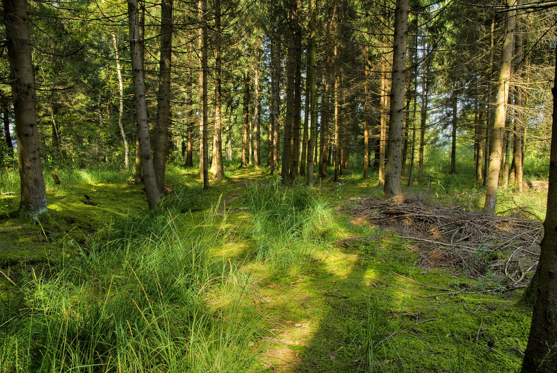 forêt arbres herbe été