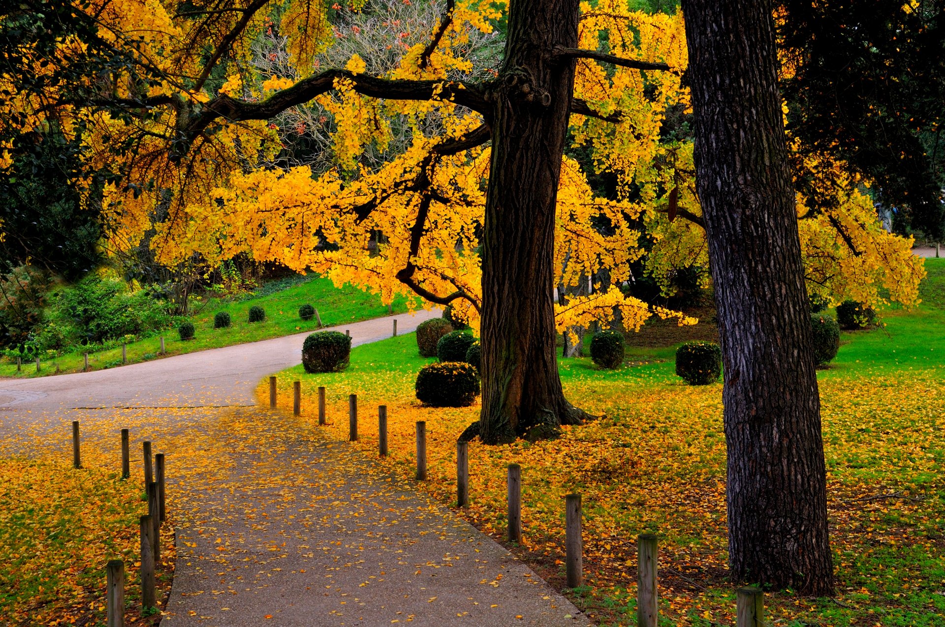 naturaleza bosque parque árboles hojas colorido camino otoño caída colores paseo