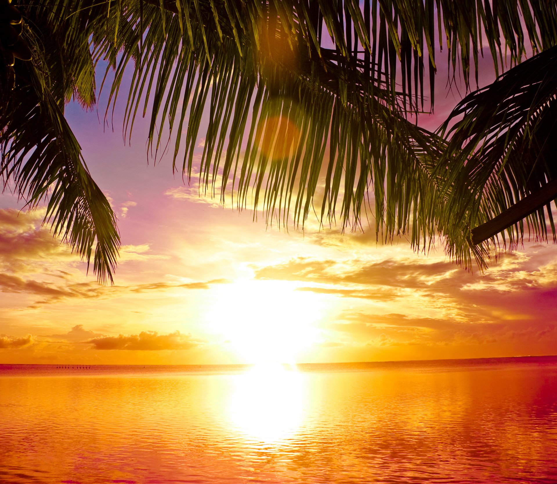 tropical paradise beach palm trees sea sunset tropics sun