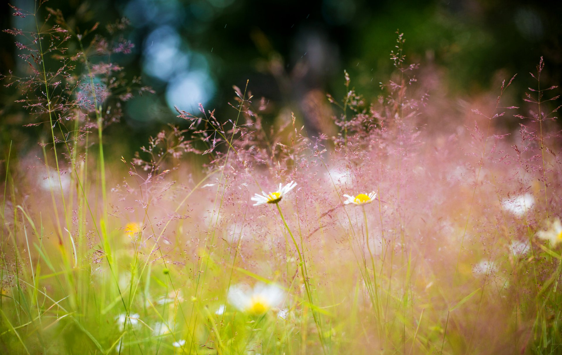 wiese gras gänseblümchen blumen sommer bokeh natur