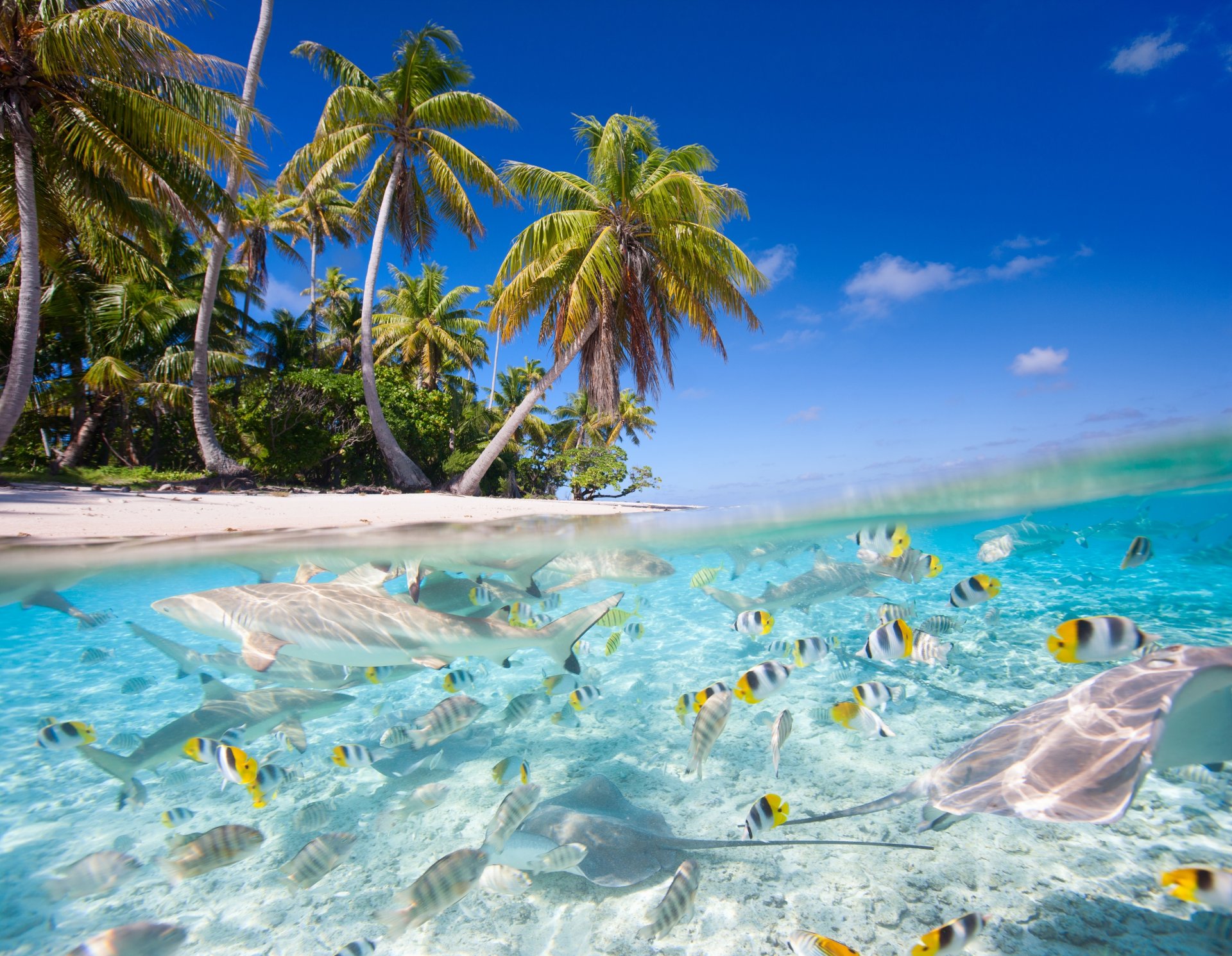 nature tropiques mer plage palmiers poissons requins