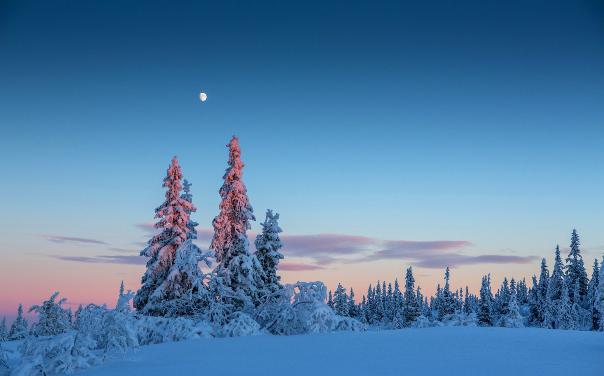 cielo noche luna bosque invierno árboles nieve