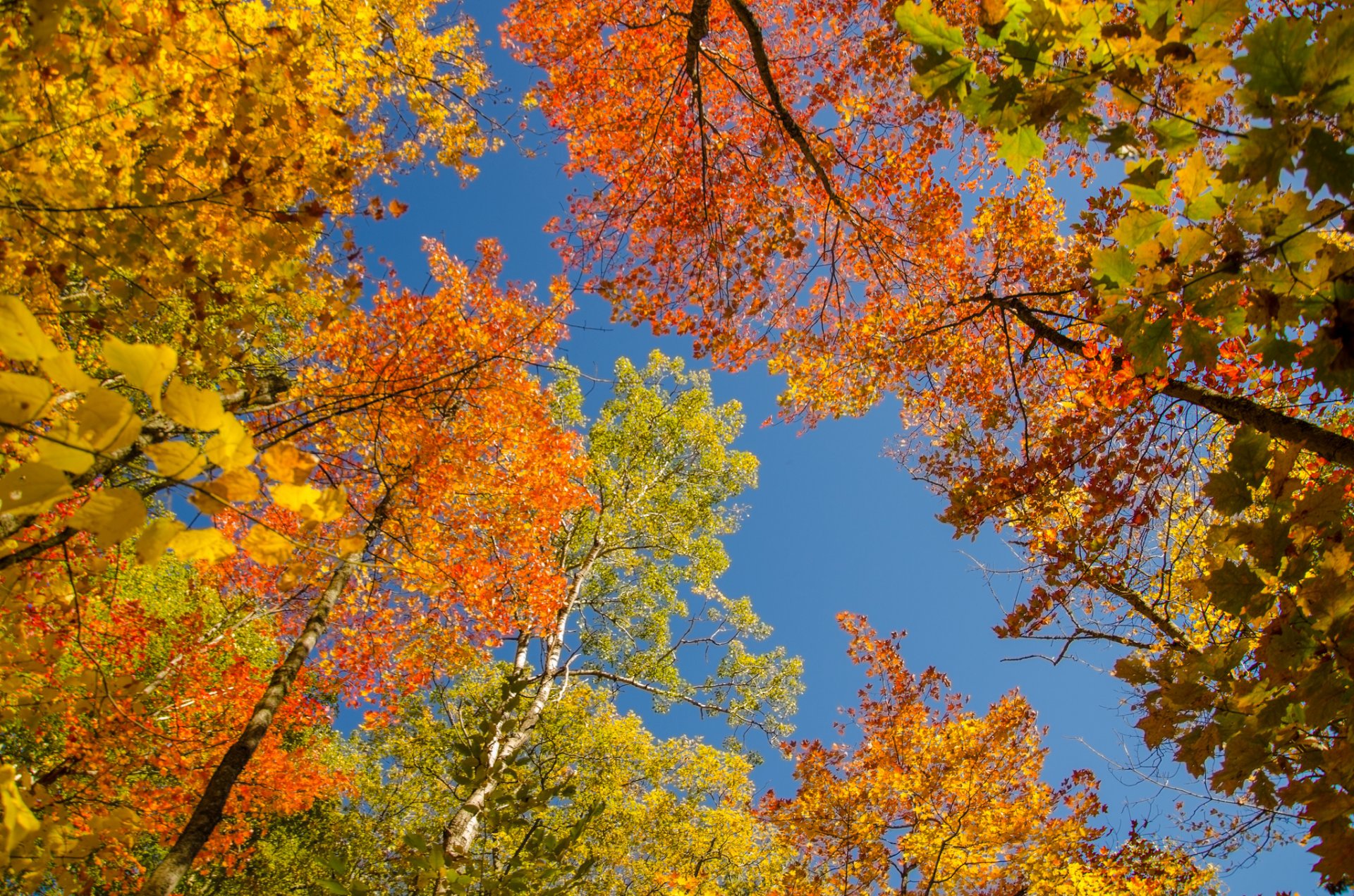 cielo alberi foglie corona autunno