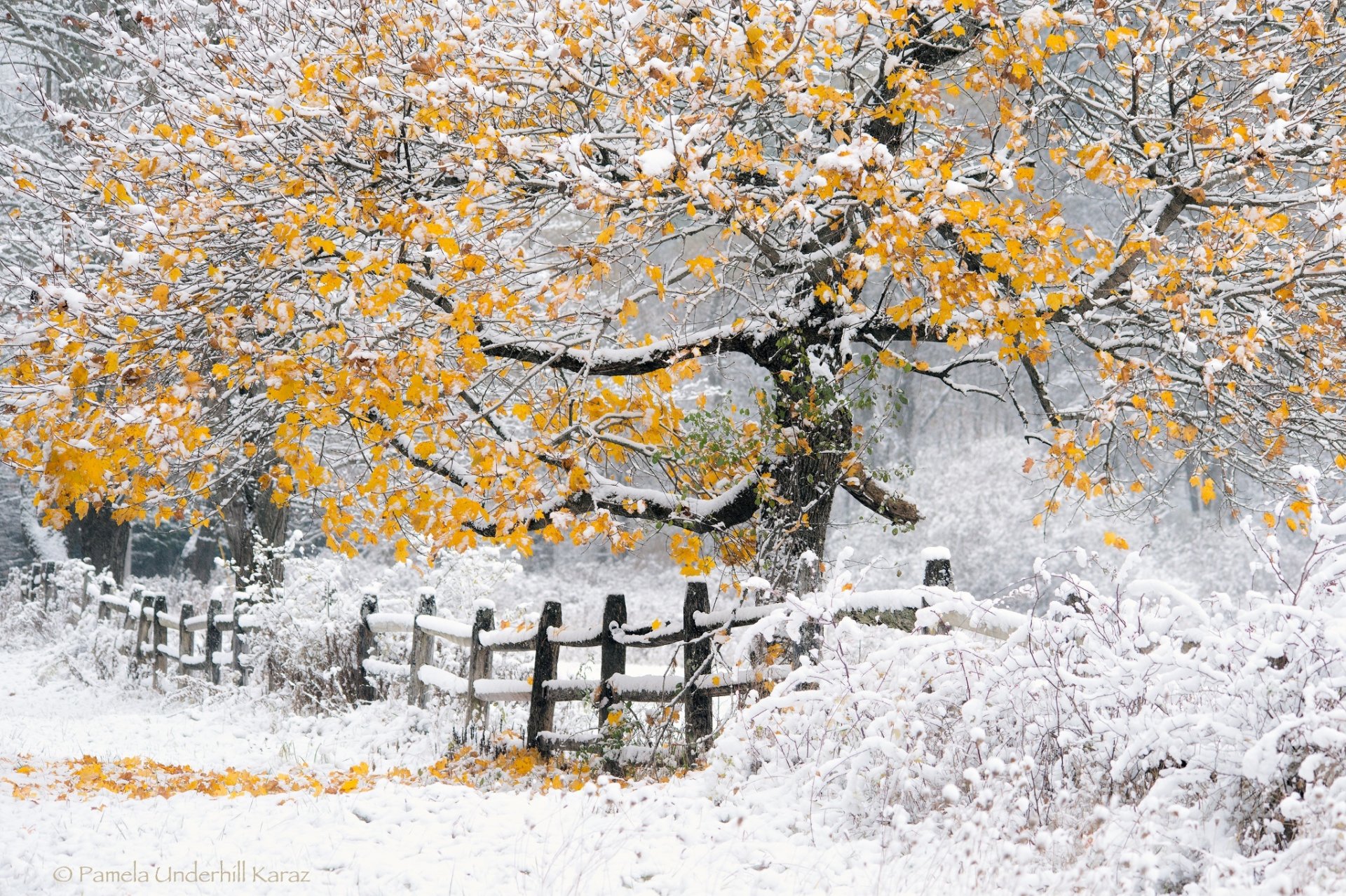 naturaleza invierno otoño árbol nieve cerca