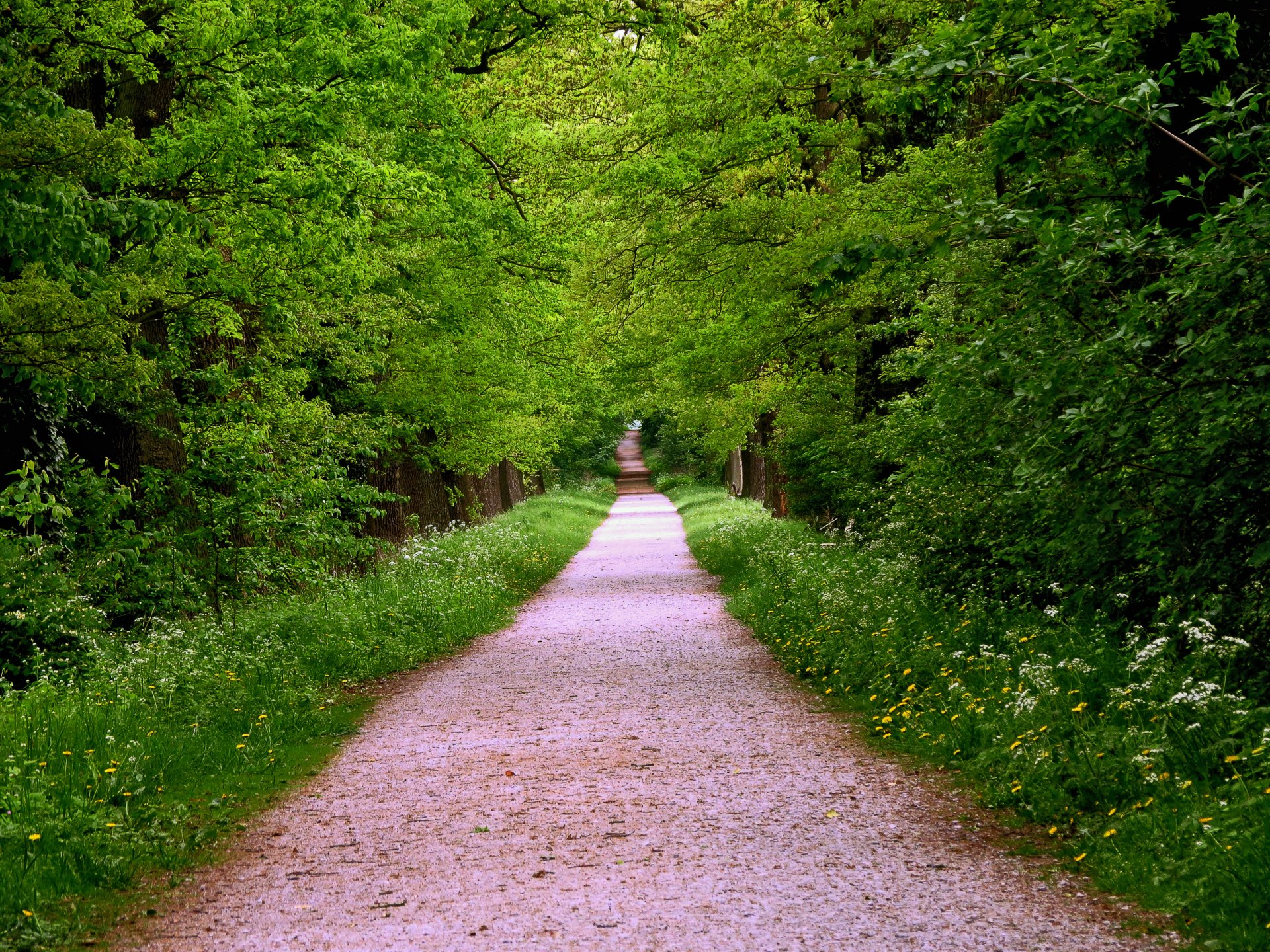 foresta alberi erba sentiero strada