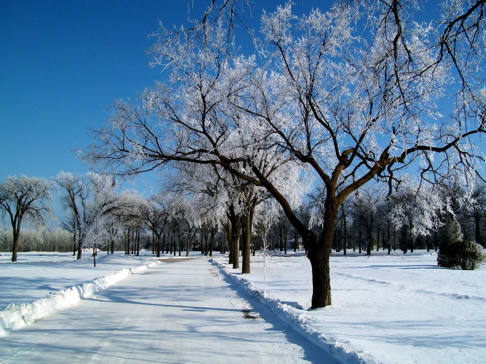 ky winter snow frost road landscape trees frost