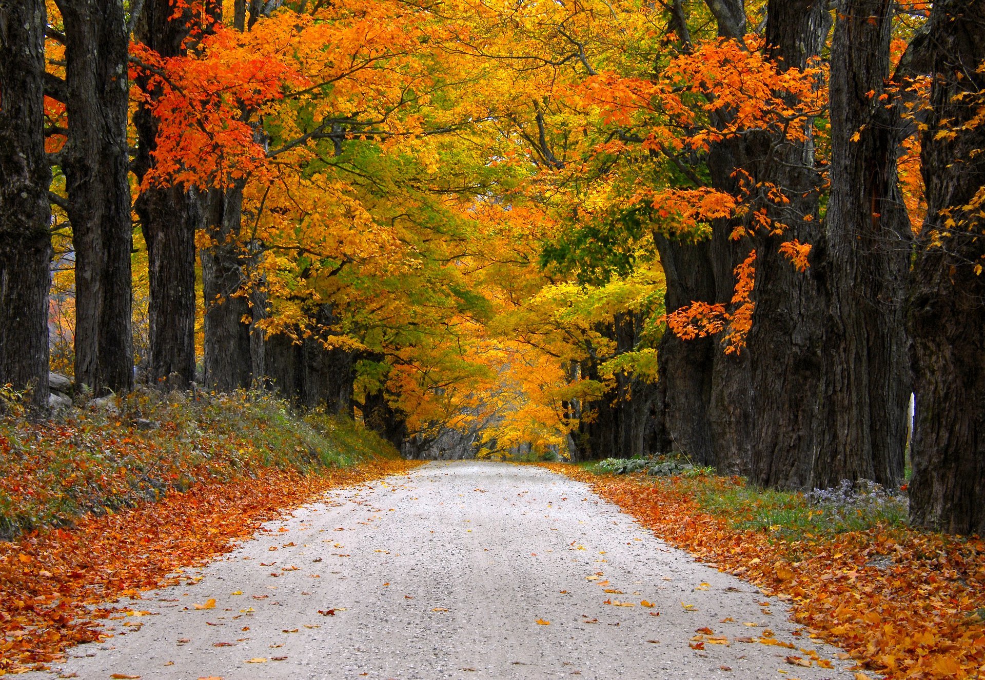 naturaleza árboles montaña hojas colorido camino otoño caída colores paseo