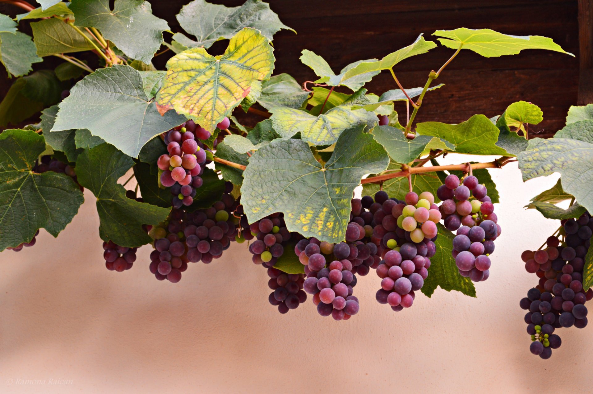 uva rosso vite grappoli bacche foglie autunno