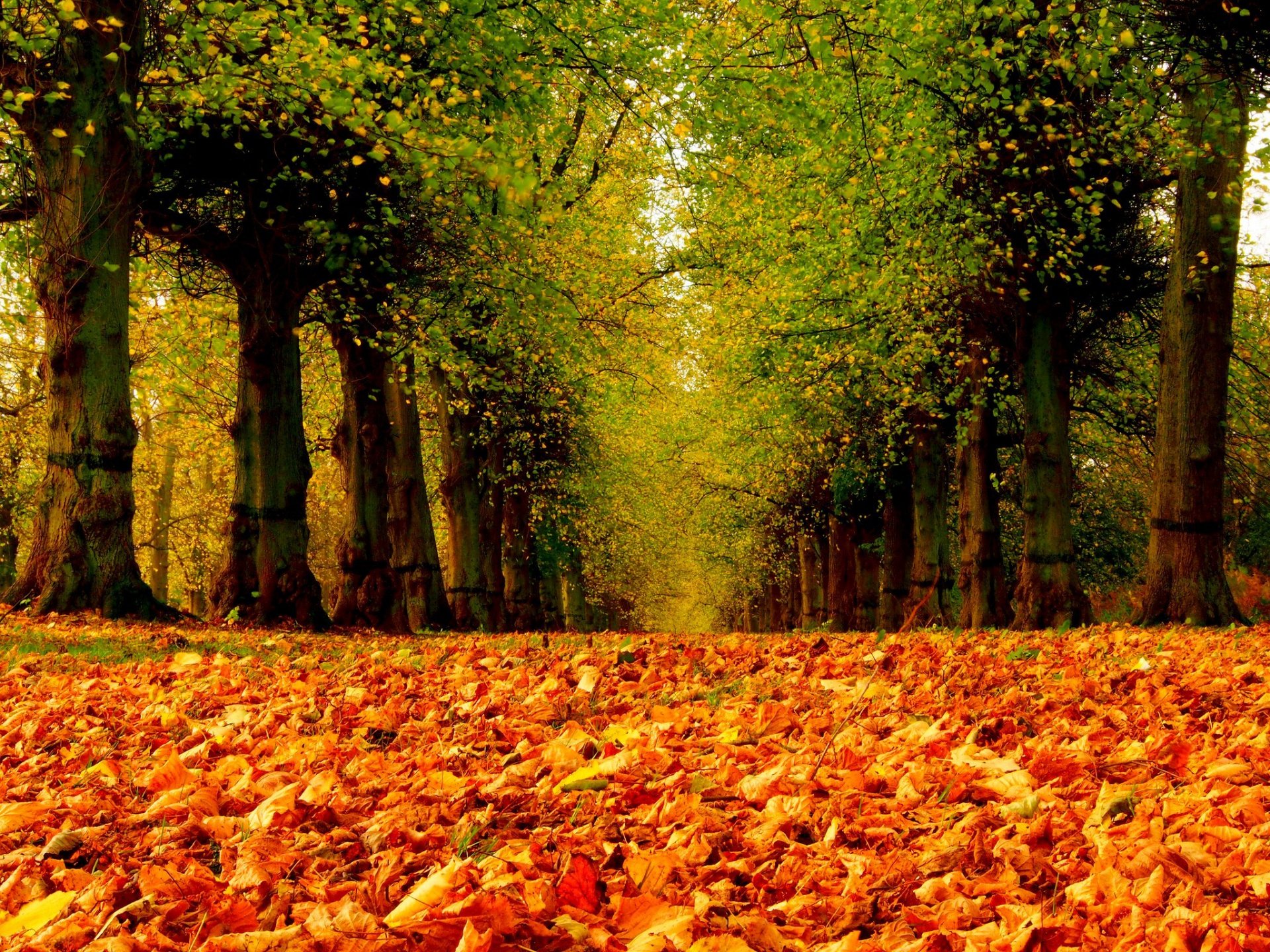 natura foresta parco alberi foglie colorato strada autunno caduta colori passeggiata