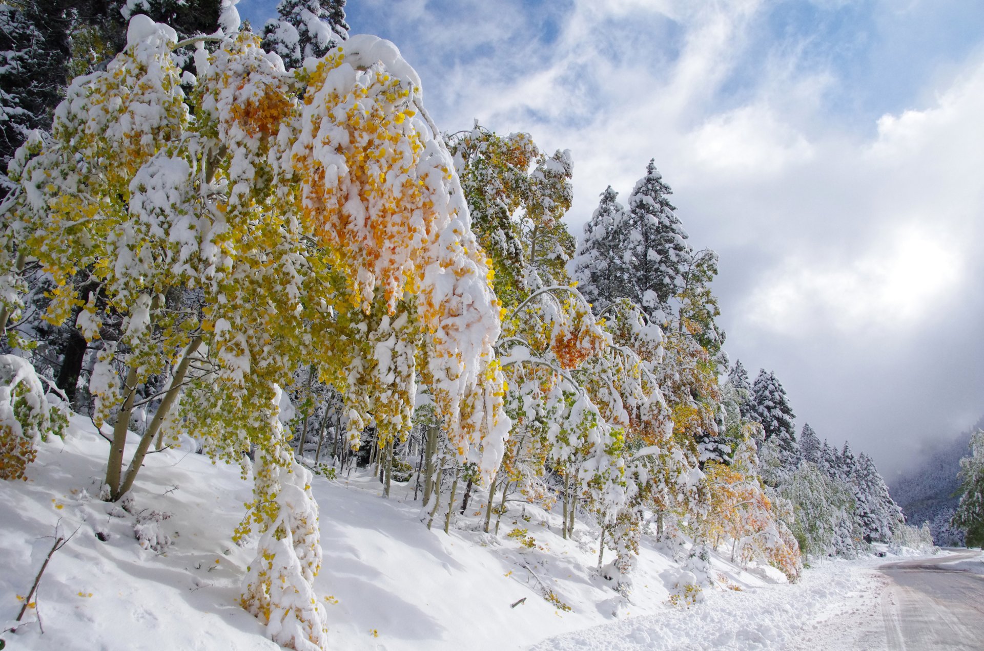 cielo nubes carretera otoño invierno nieve árboles hojas