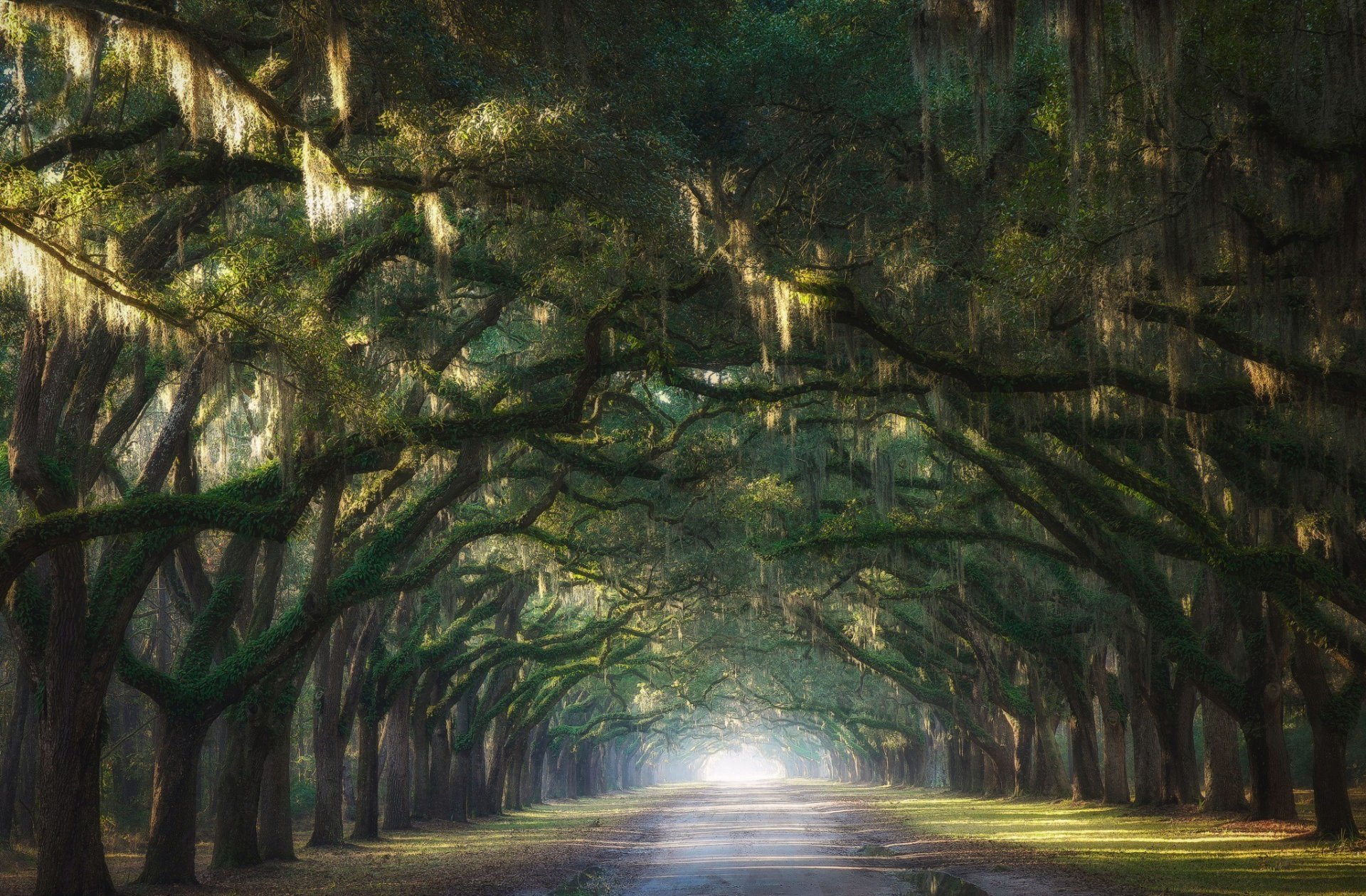 nature the way road tree branch vault alley arch light