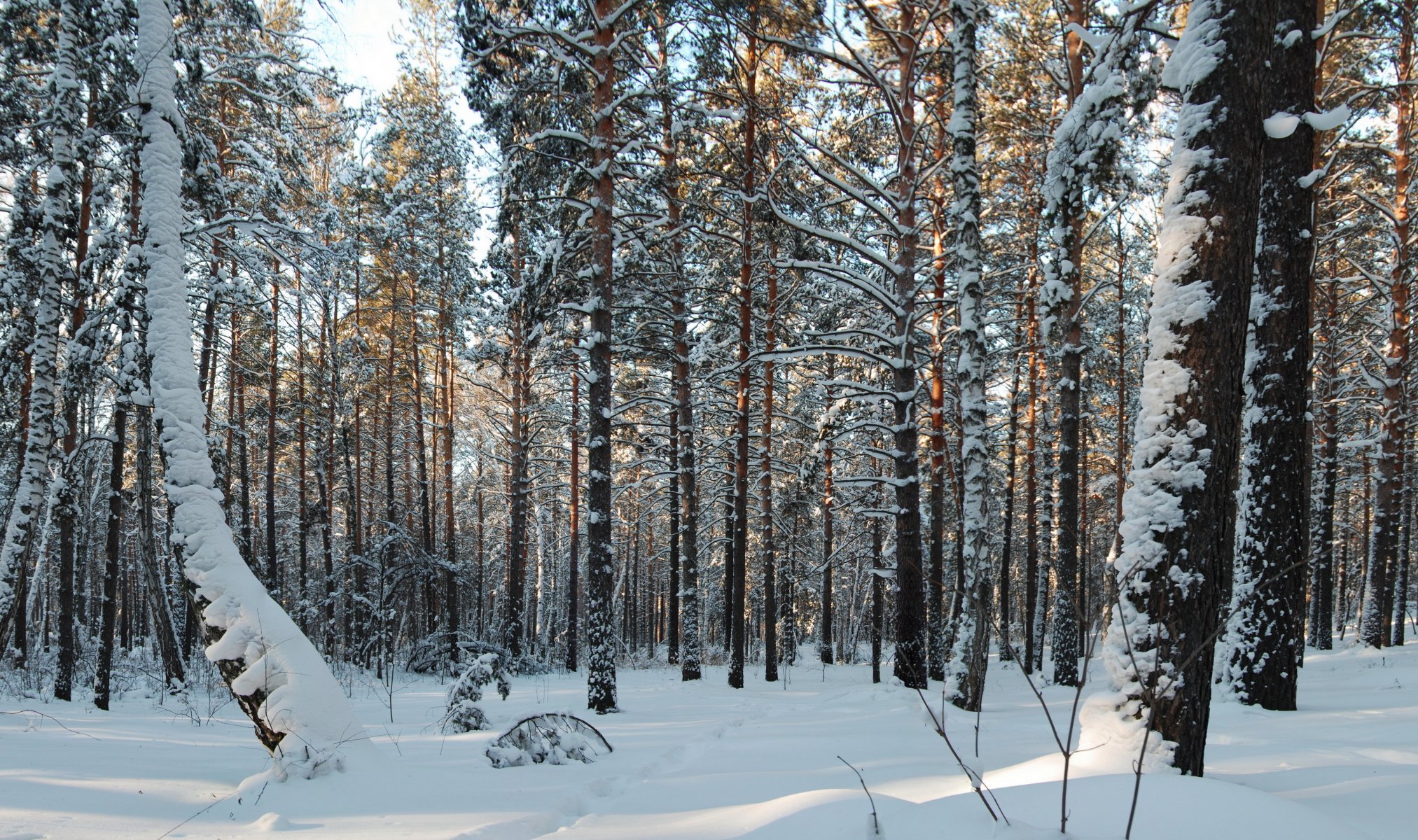 forest tree snow nature photo