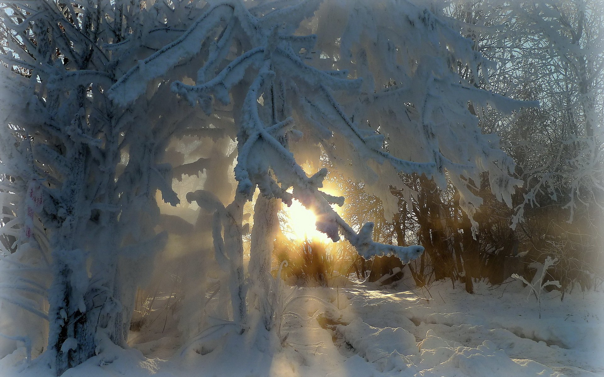 äste bäume winter frost schönheit strahlen