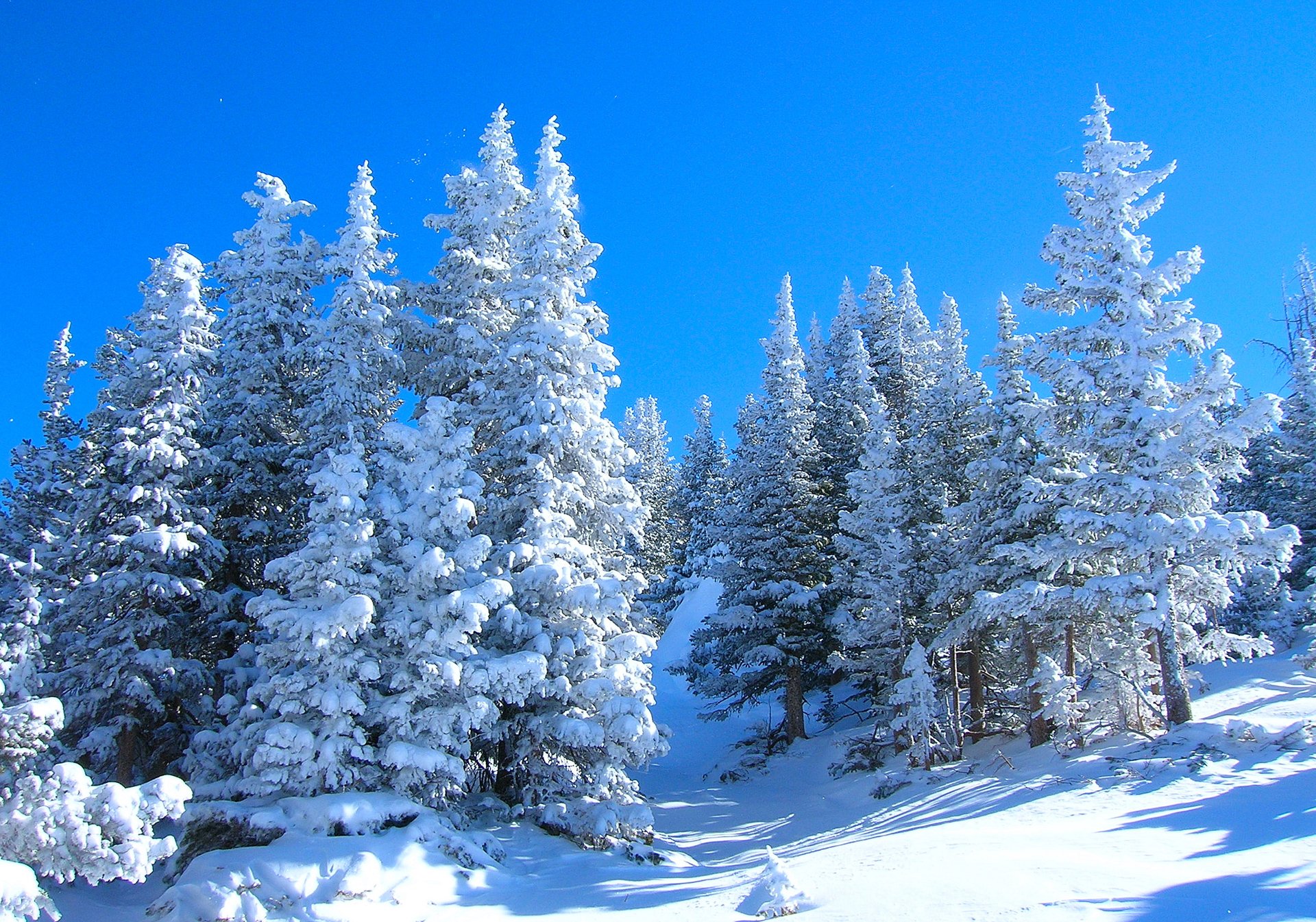 cielo foresta inverno alberi neve pendio abete rosso