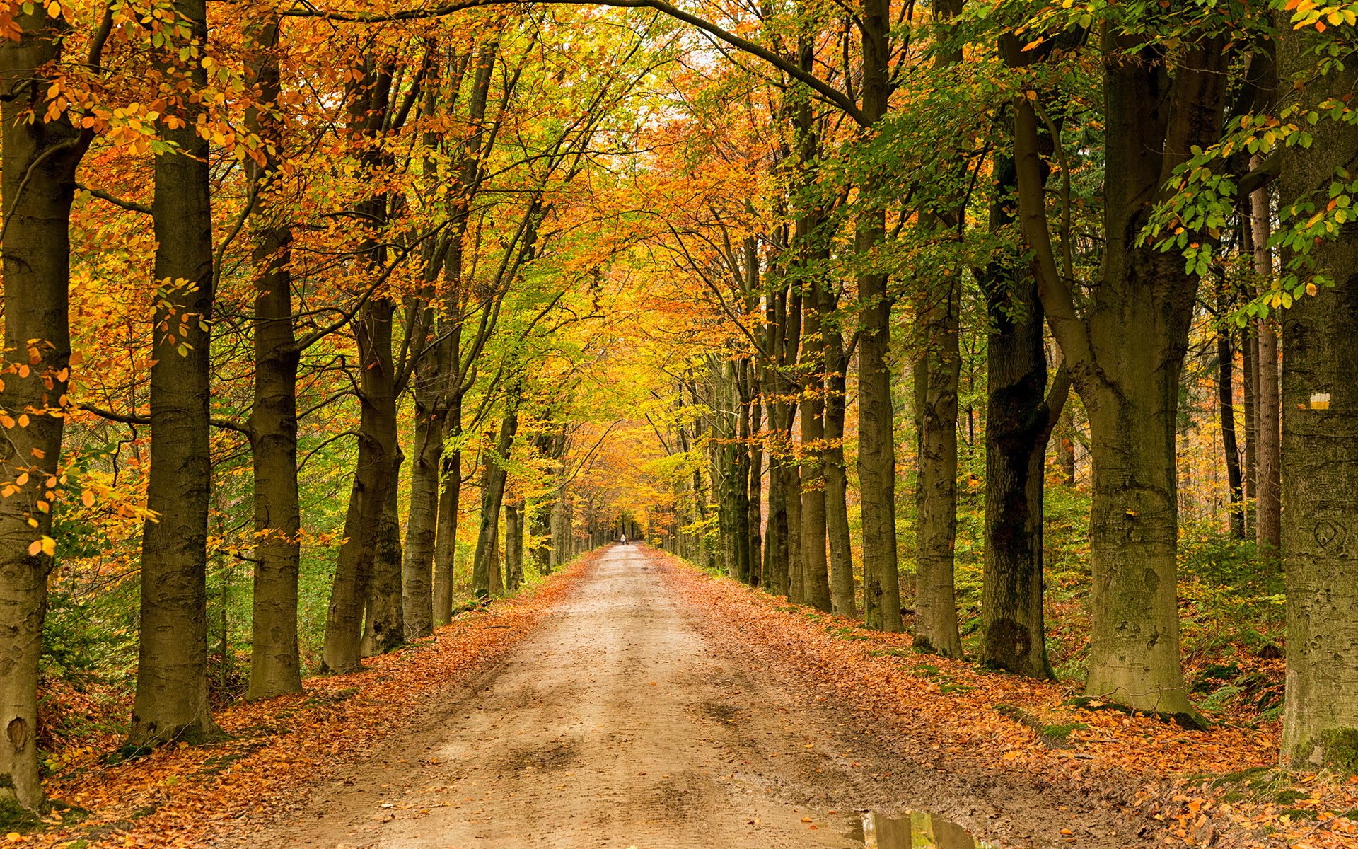 automne route paysage