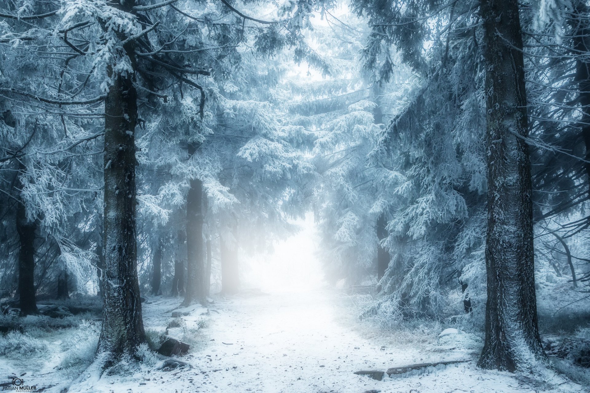 natur wald winter schnee nebel dunst straße