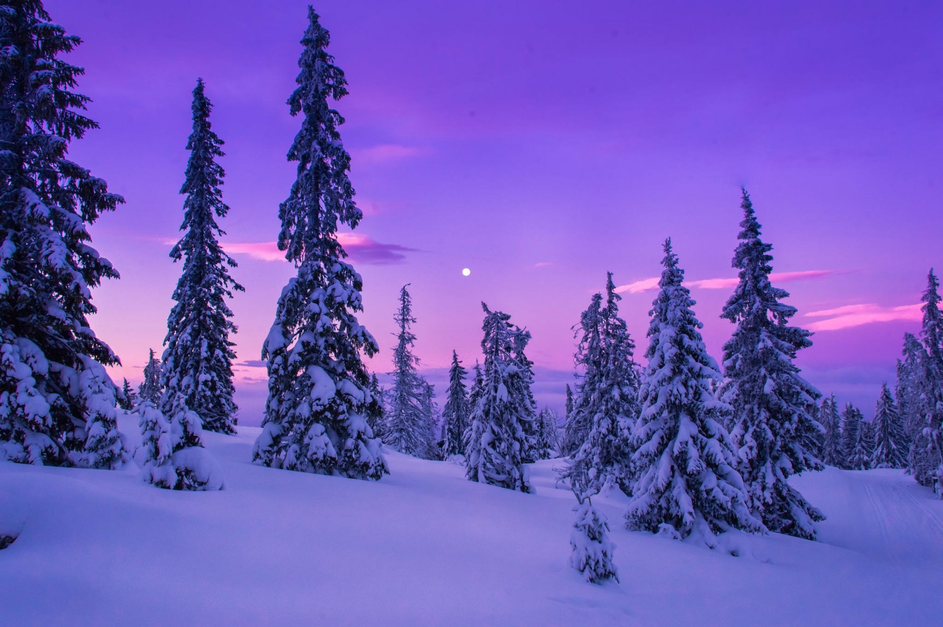 invierno nieve árboles florecimiento