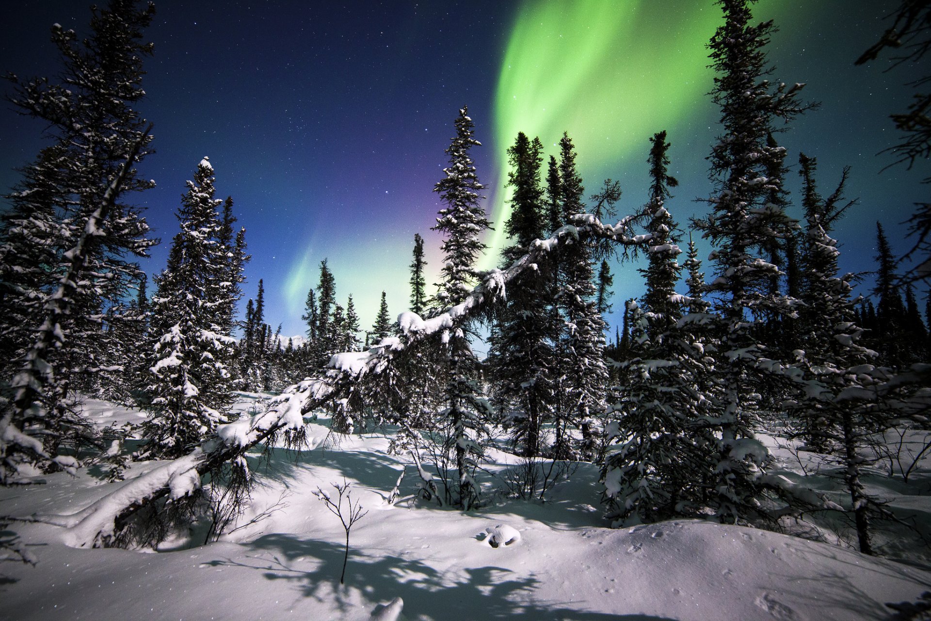 parc national de denali alaska aurores boréales forêt hiver neige arbres sapins