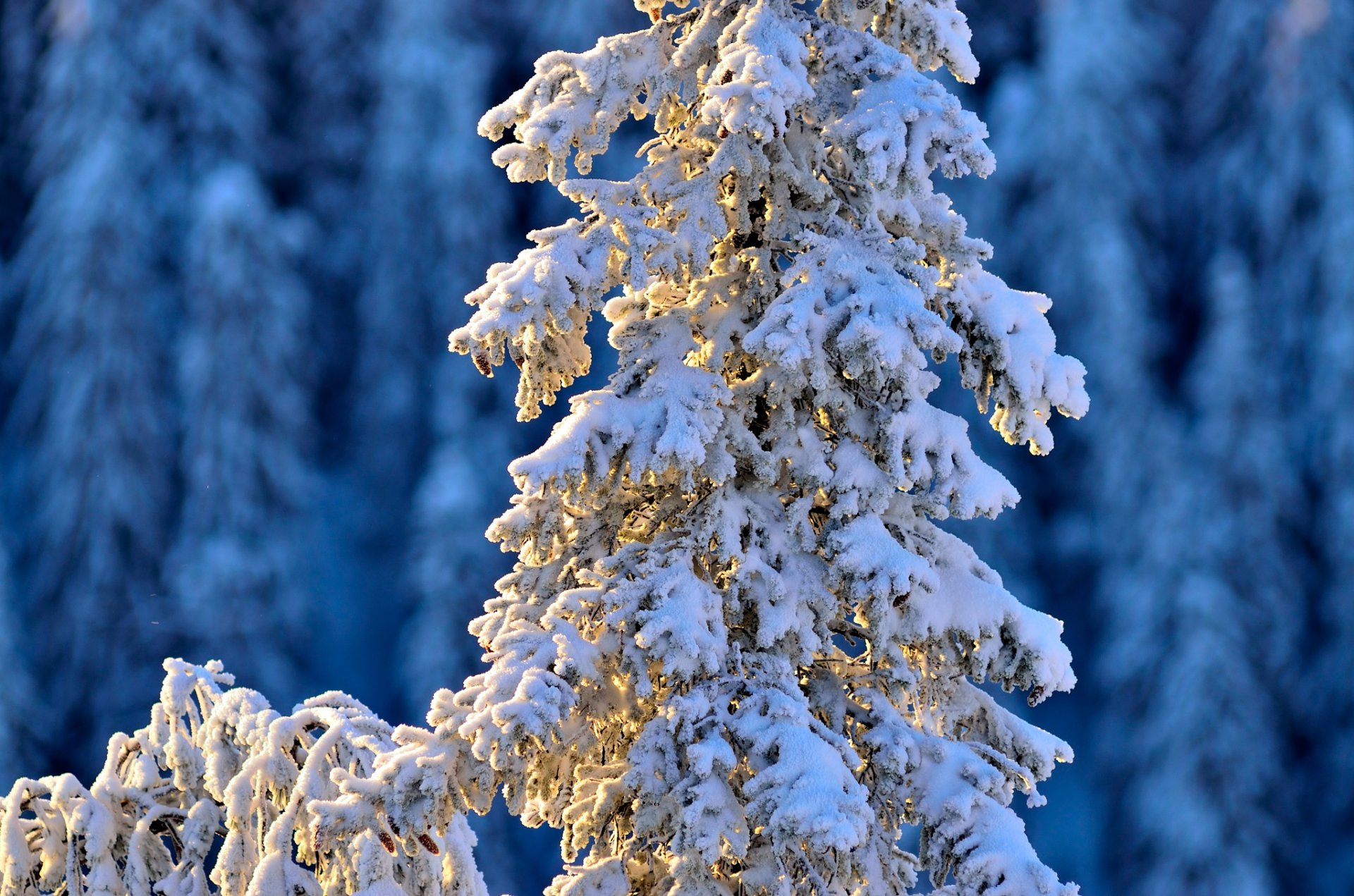 immobilien winter winter fichte schnee