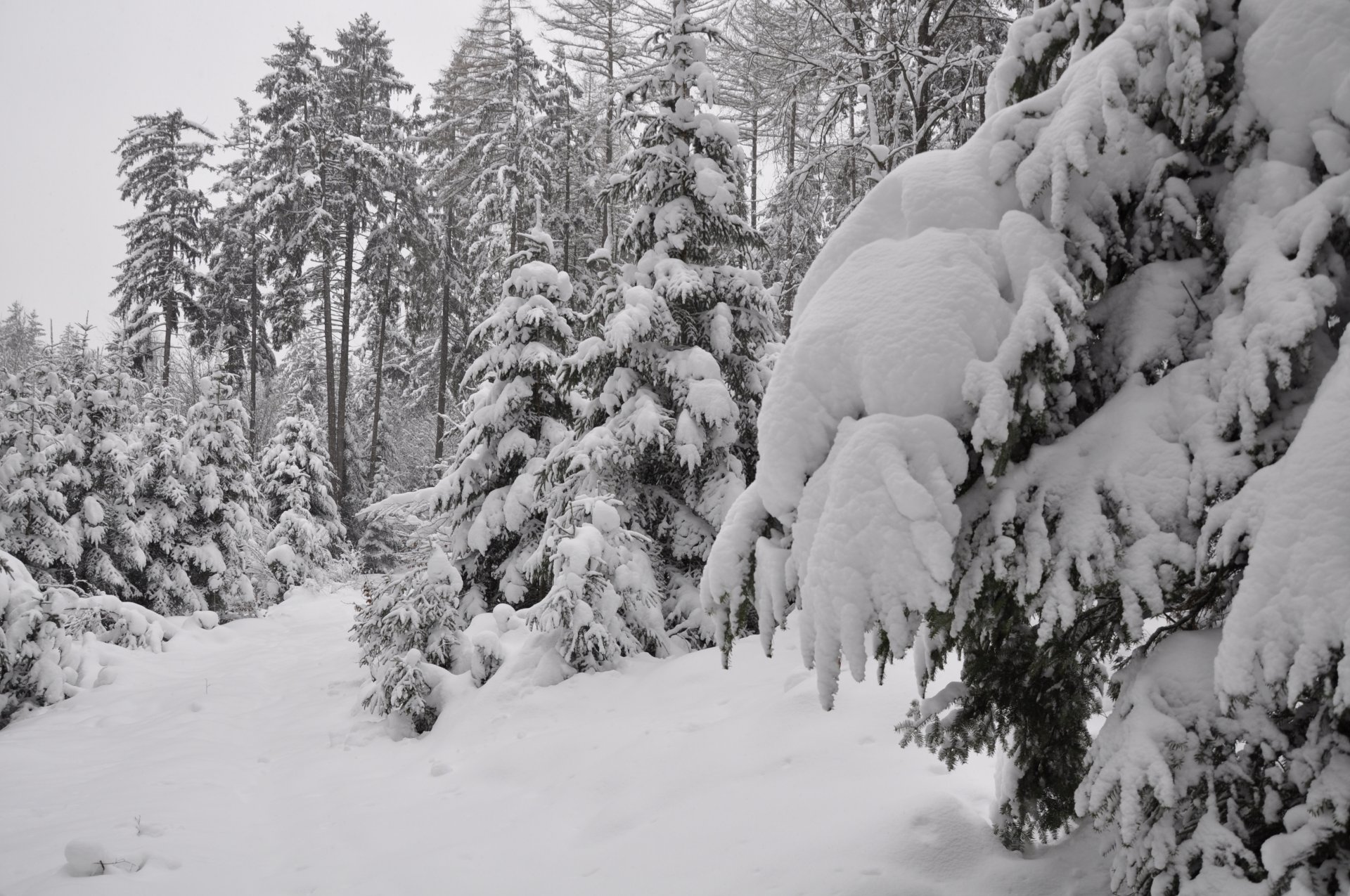 wald schnee winter