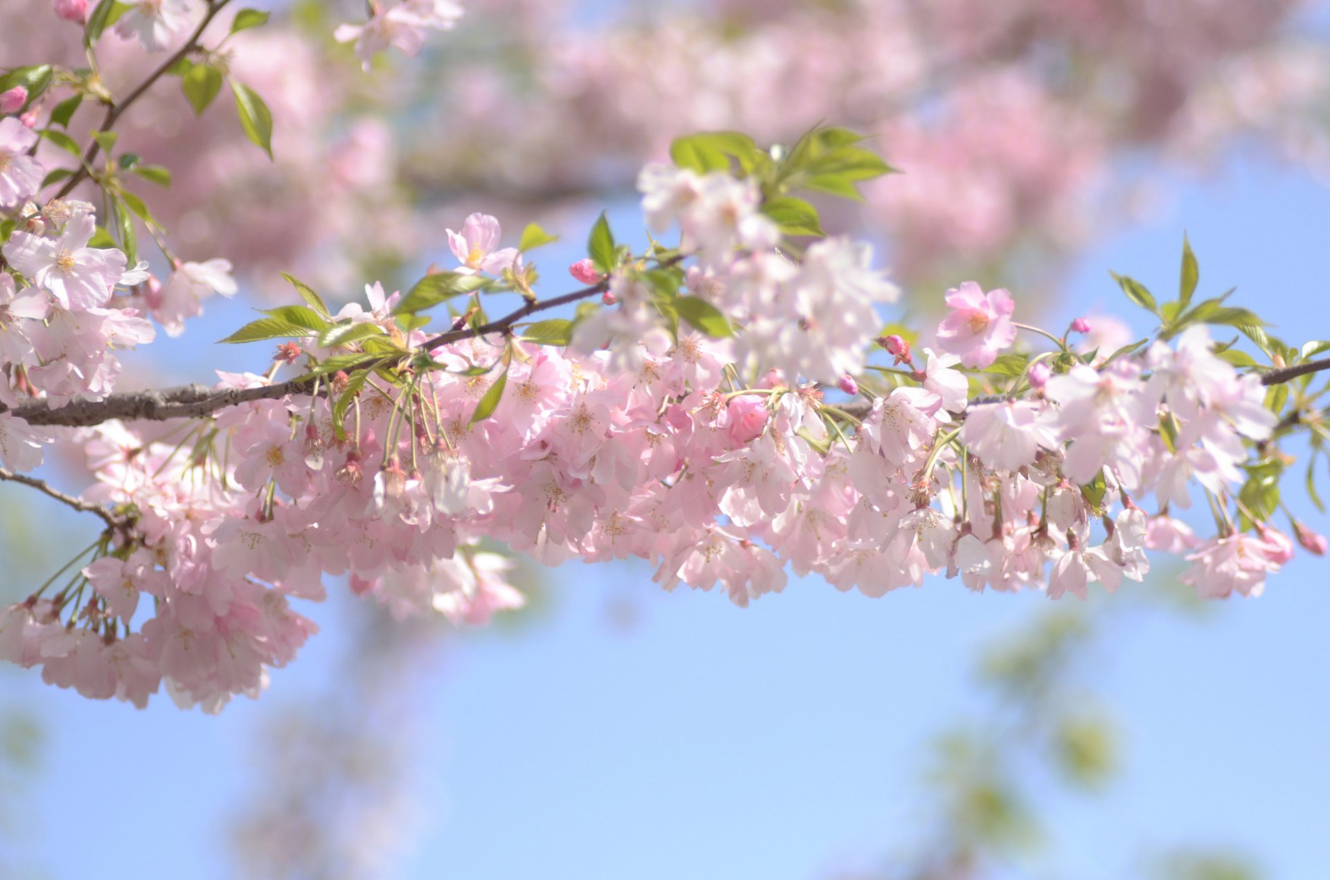 cerezo flor rama