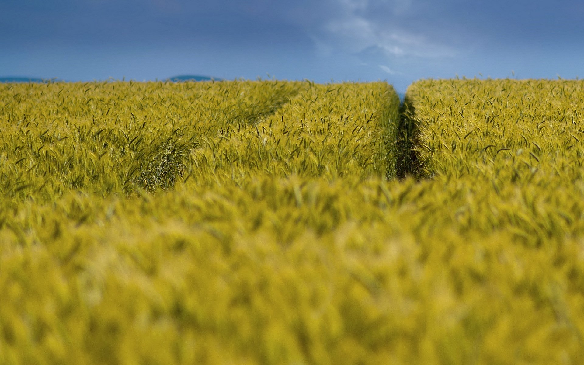 the field ears summer nature landscape