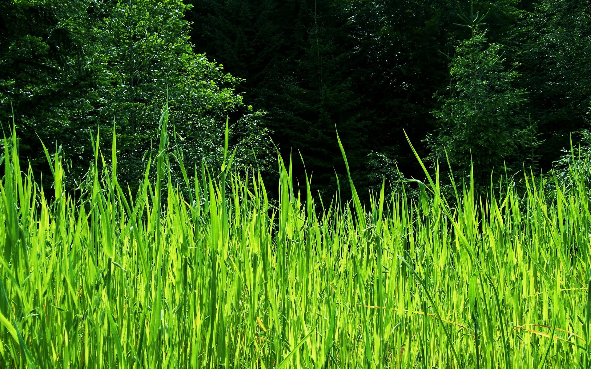 estate alberi canne verde