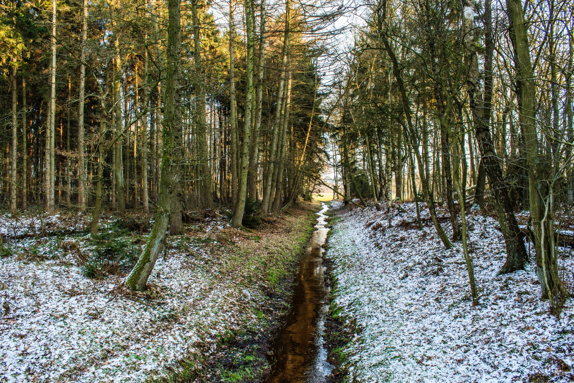 forêt printemps ruisseau petit