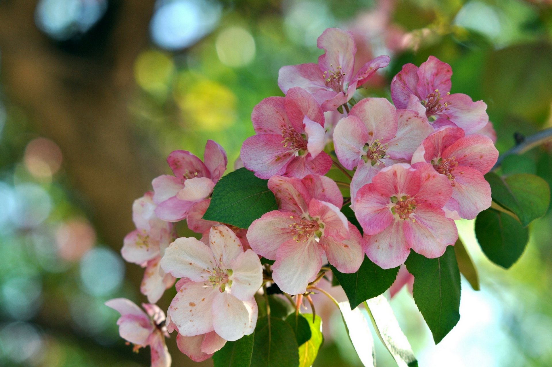 branch bloom close up flower