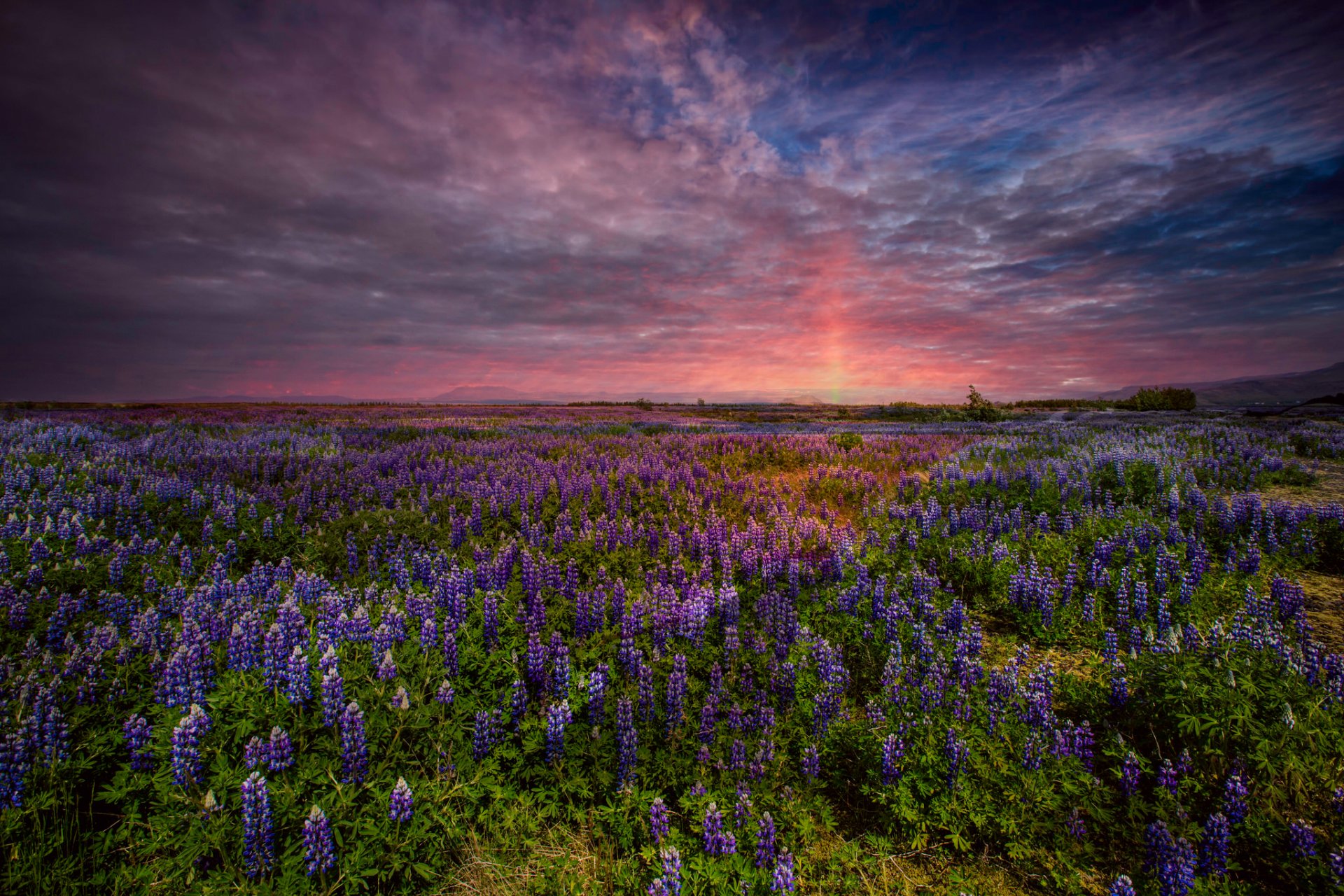 süd-island feld blumen lupinen himmel abend sonnenuntergang