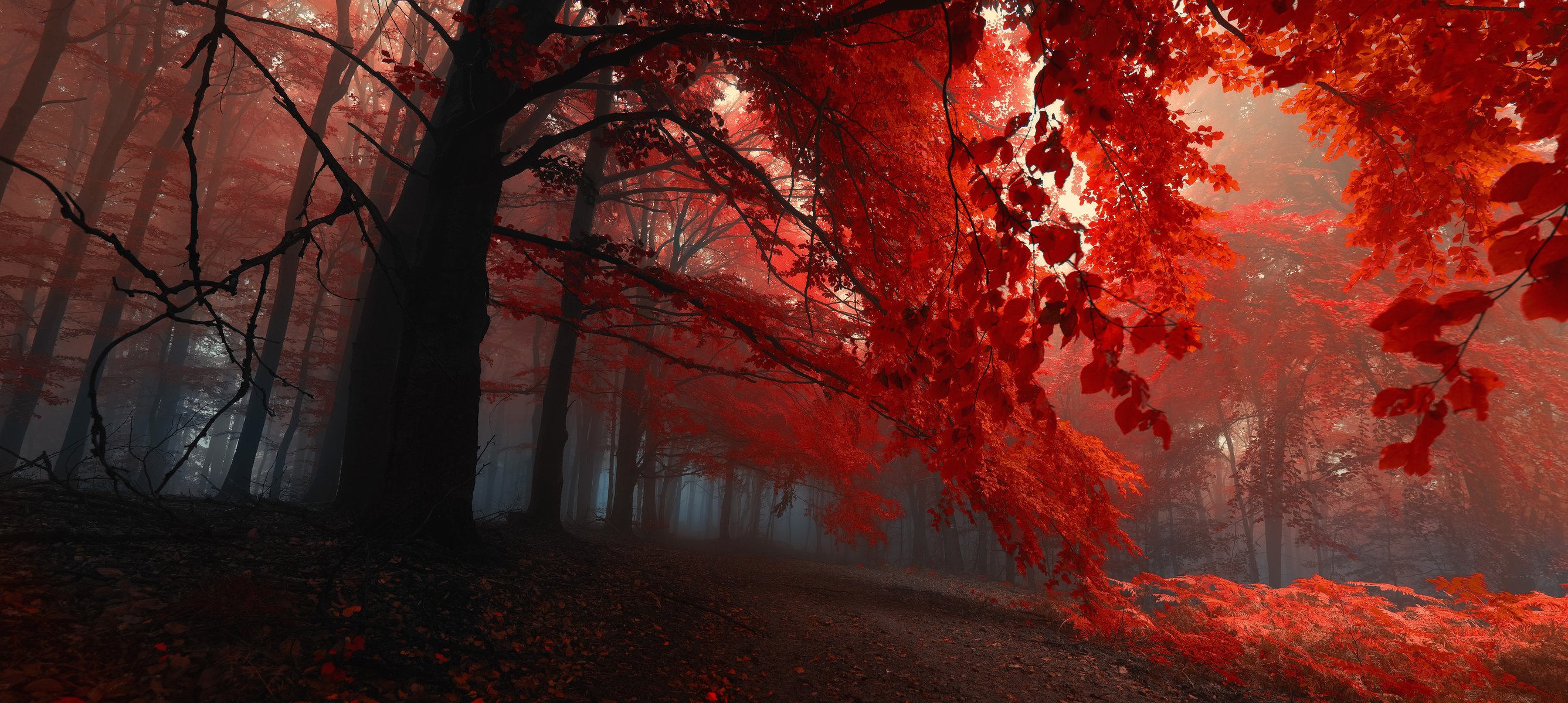 wald bäume herbst blätter purpurrot abend nebel