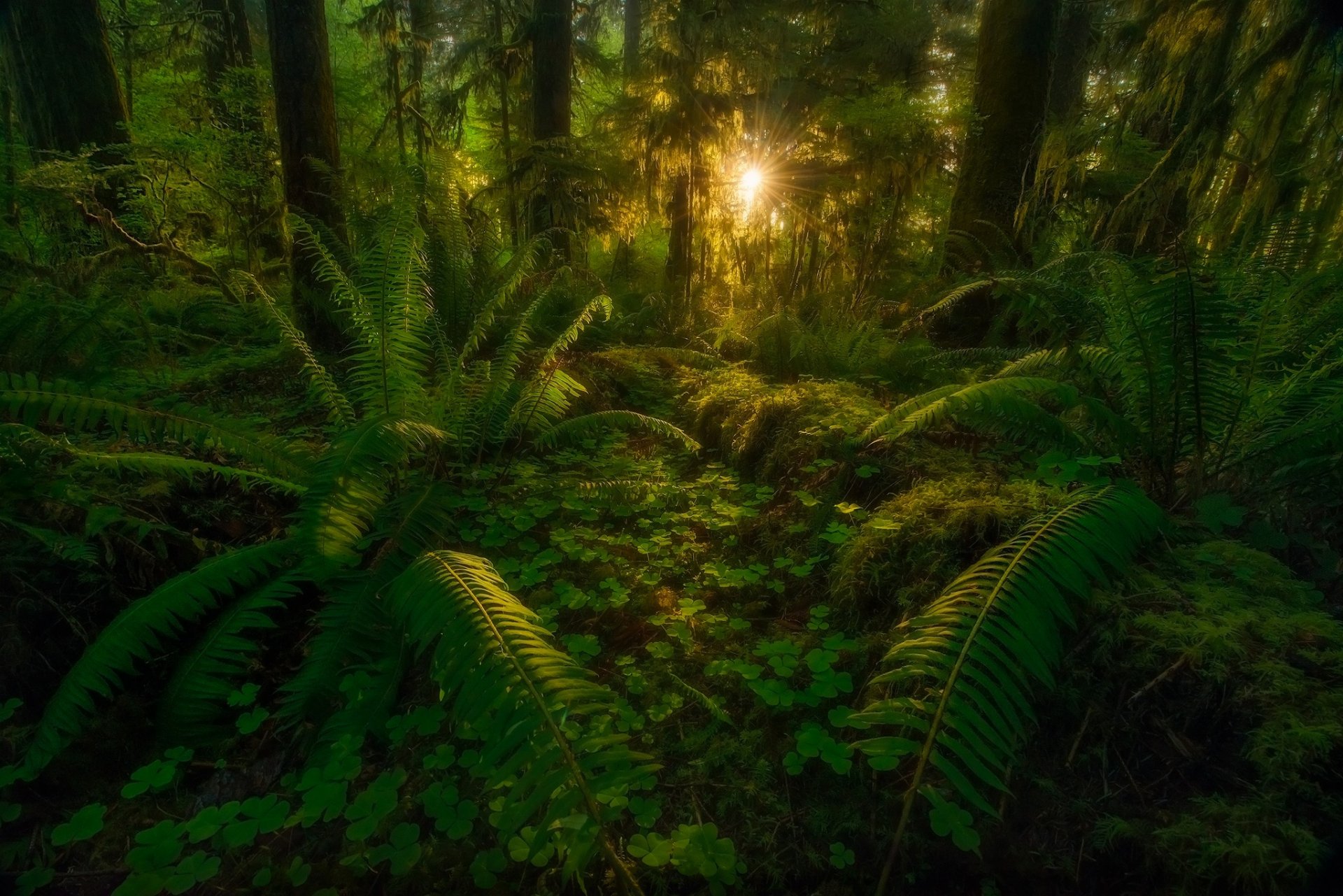 bosque árboles hojas rayos naturaleza selva