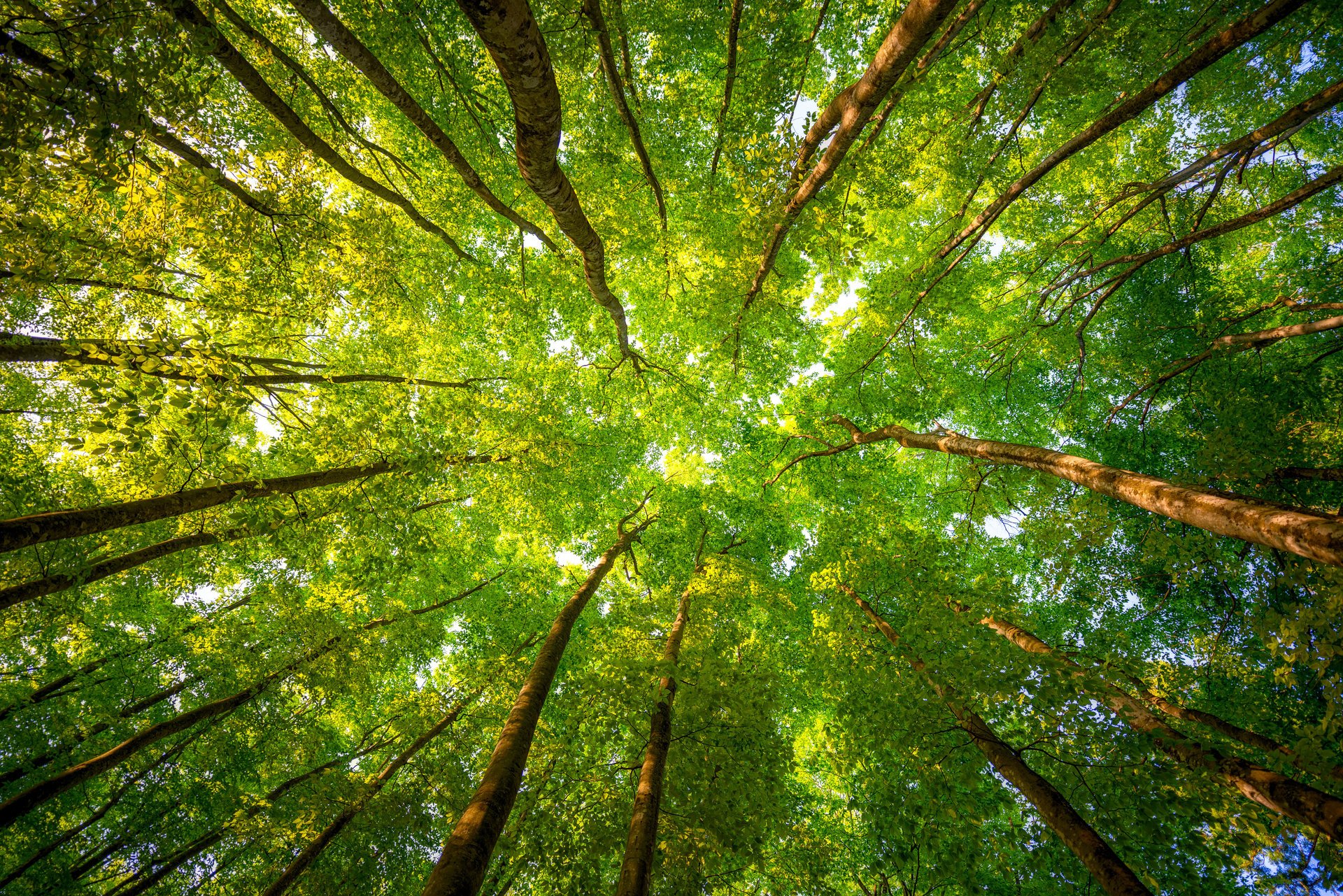 forest trees branches leaves morning light green tree